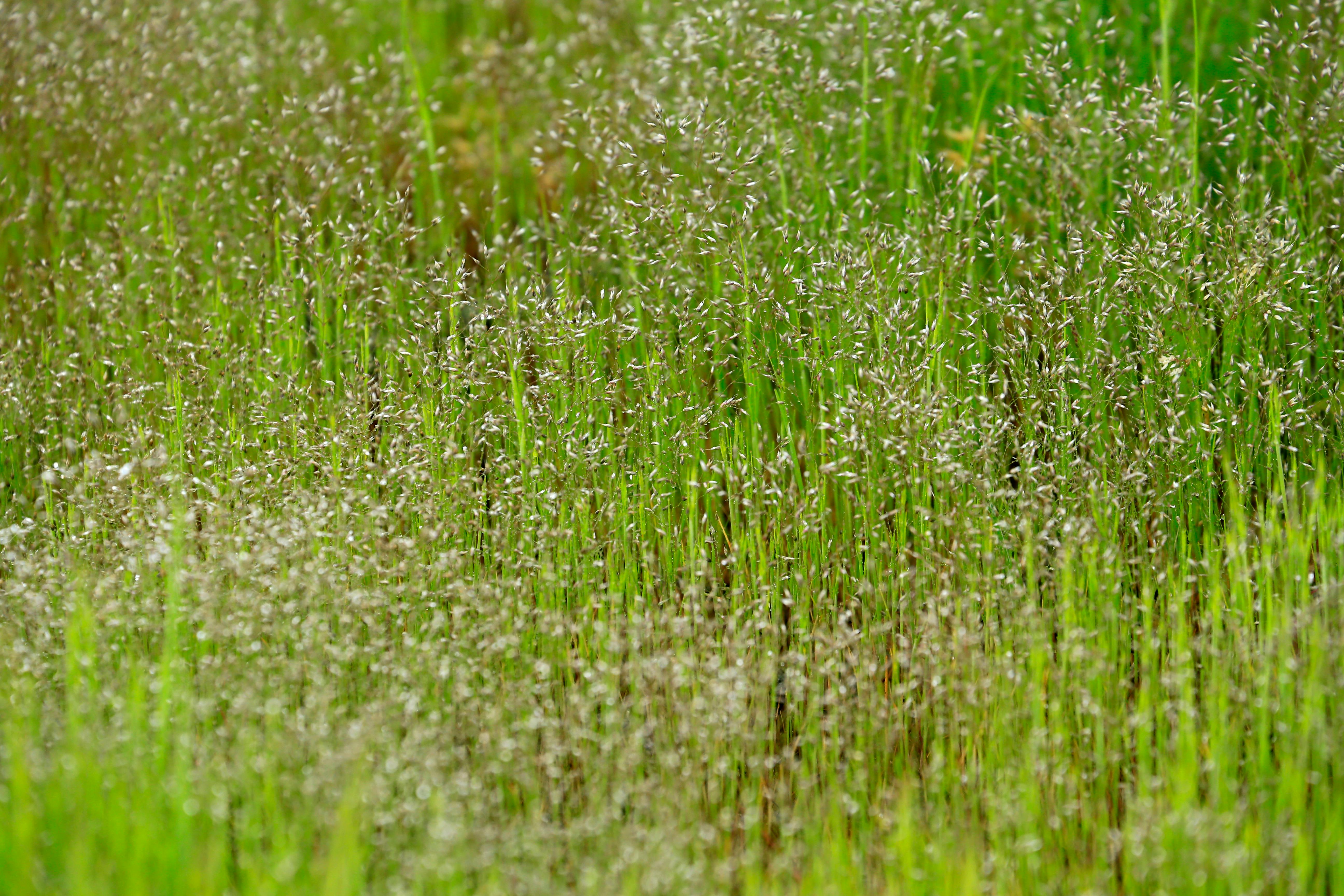 Δωρεάν Ζωντανό πράσινο χωράφι με γρασίδι που λαμπυρίζει κάτω από το φως του ήλιου, συμβολίζοντας την ανανέωση της άνοιξης. Φωτογραφία από στοκ φωτογραφιών