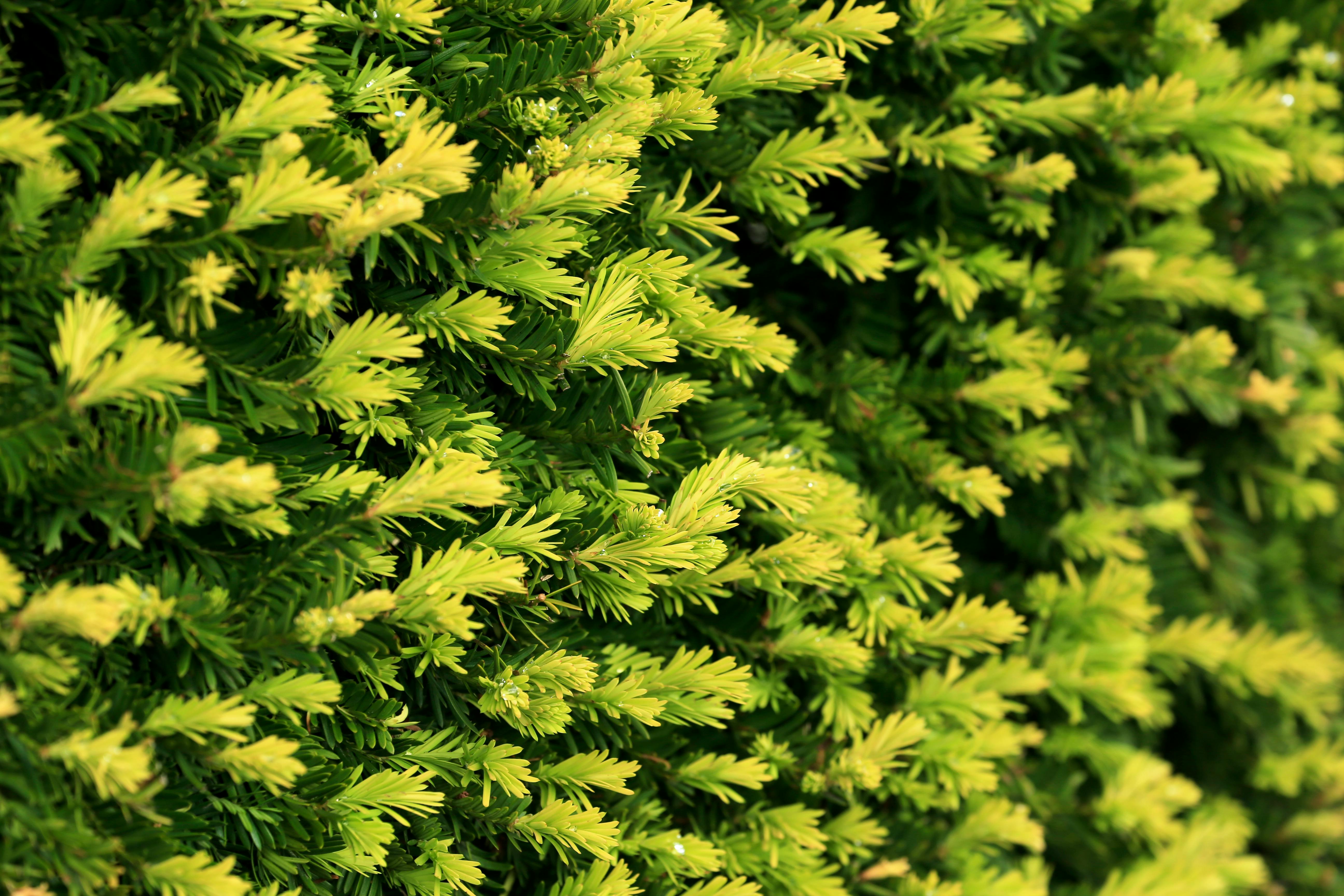 Δωρεάν Λεπτομερές κοντινό πλάνο ζωηρού αειθαλούς φυλλώματος με πλούσιες πράσινες και κίτρινες αποχρώσεις. Φωτογραφία από στοκ φωτογραφιών