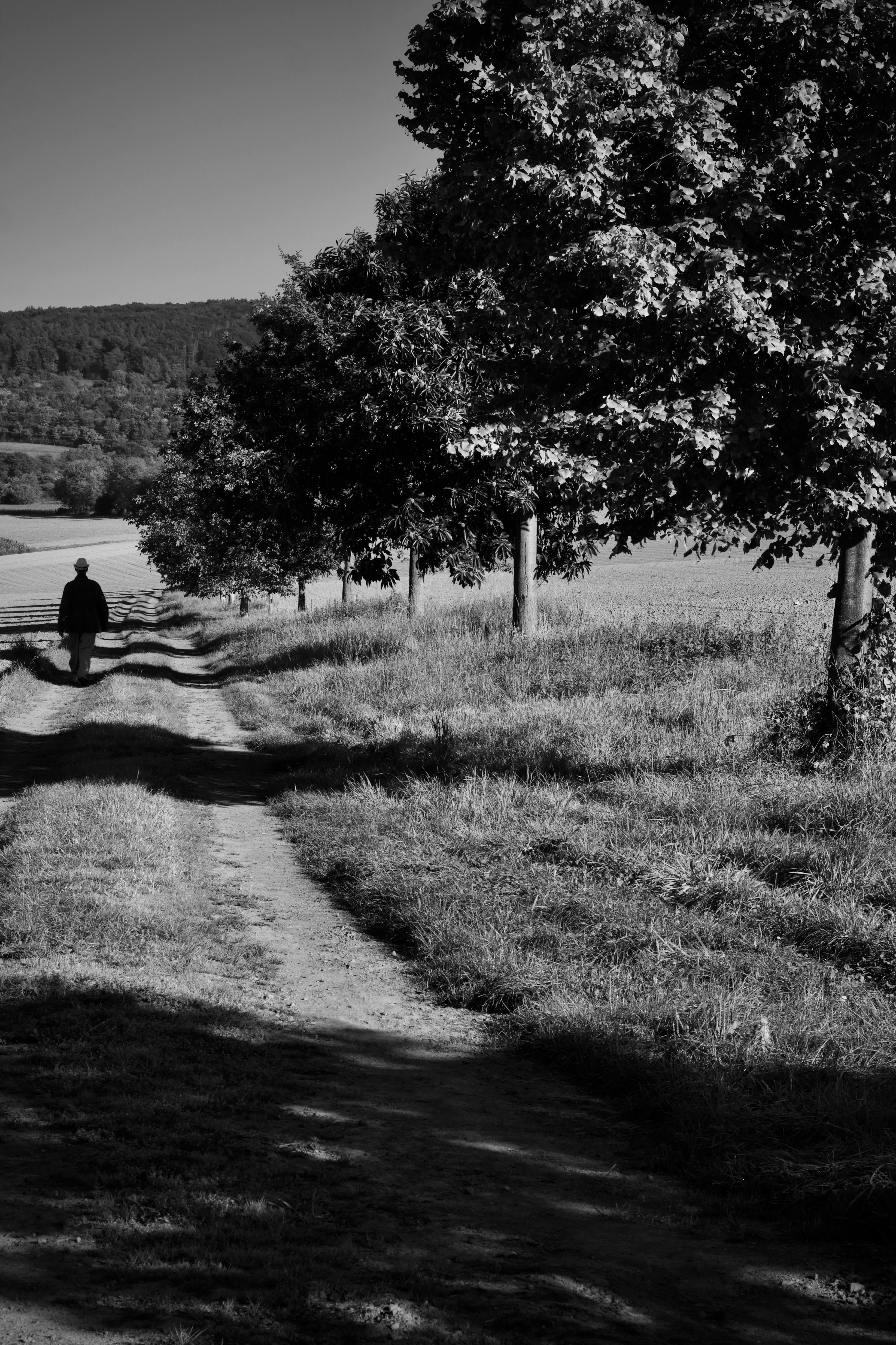 Gratuit Une personne solitaire marche le long d'un chemin de terre bordé d'arbres, dans un paysage rural immortalisé en noir et blanc. Photos