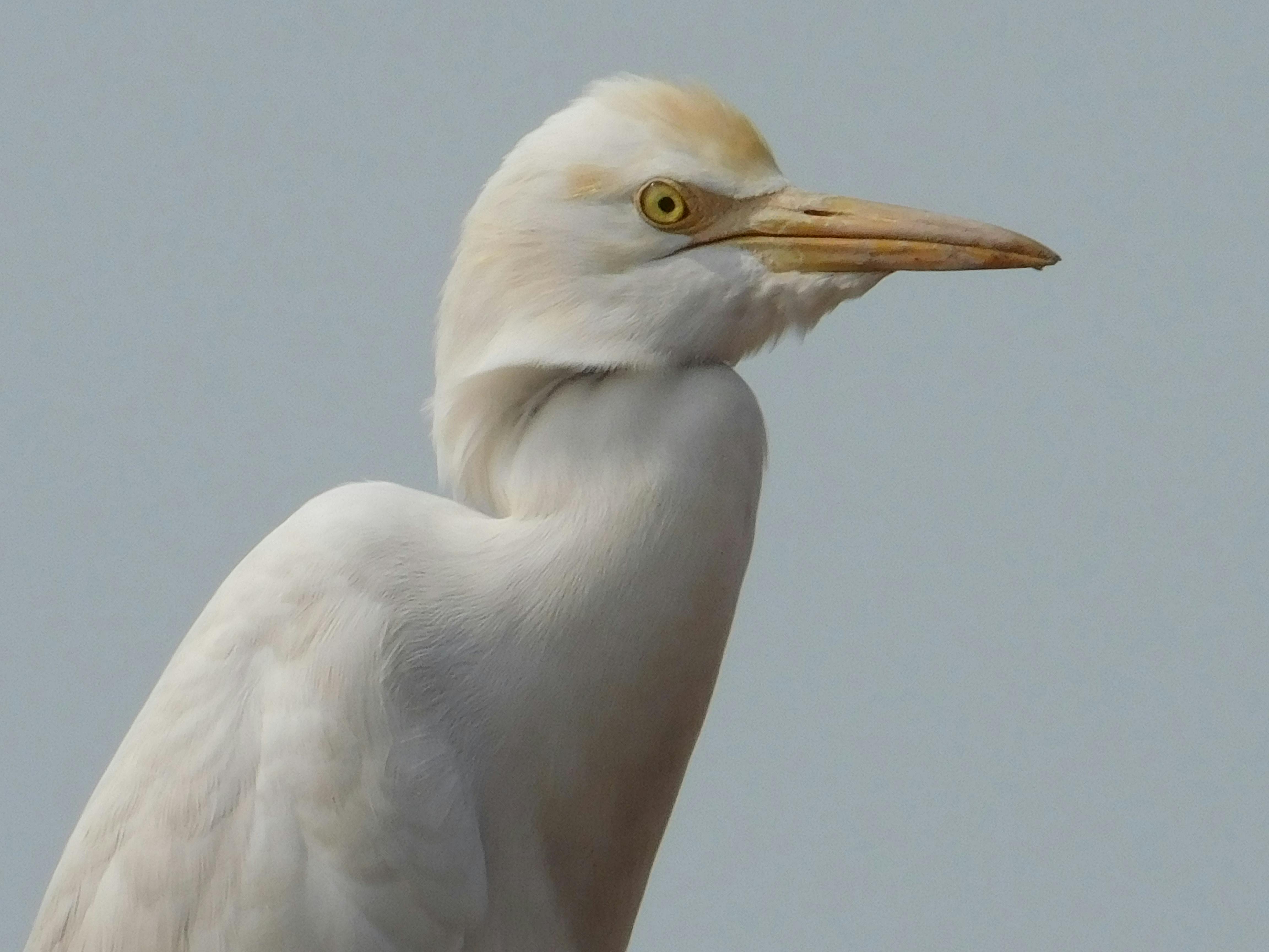 Δωρεάν Λεπτομερές κοντινό πλάνο ενός ερωδιού βοοειδών που παρουσιάζει τα έντονα χαρακτηριστικά του στο Χανουμανγκάρ της Ινδίας. Φωτογραφία από στοκ φωτογραφιών
