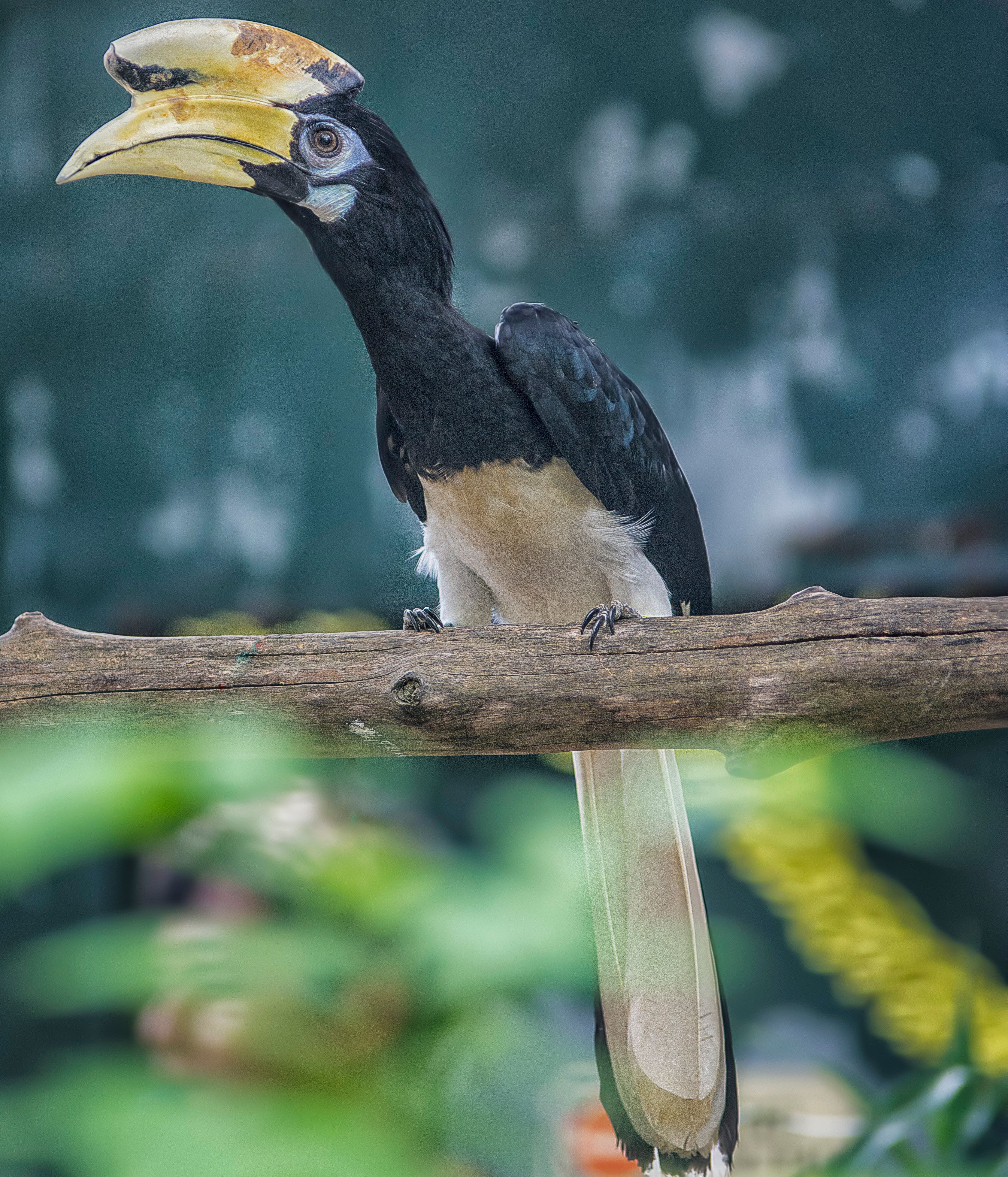 Wreathed hornbill biology: Morphology and foraging adaptations - Key Takeaways