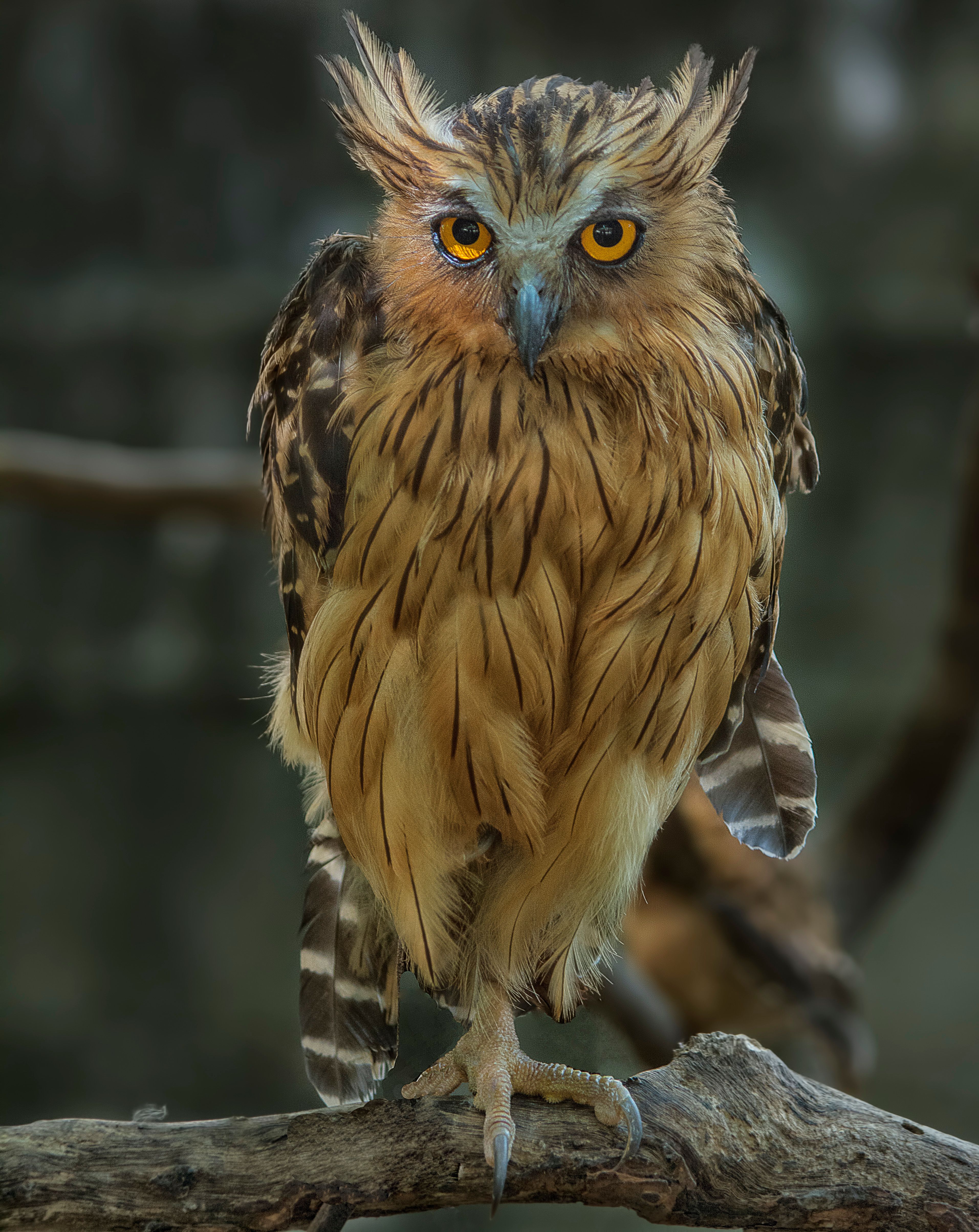 Close-up of a Brown Owl on a Branch