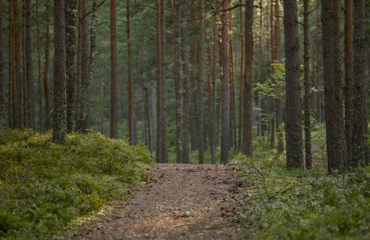 Tranquil sunlit path in a lush green pine forest, perfect for hikes.