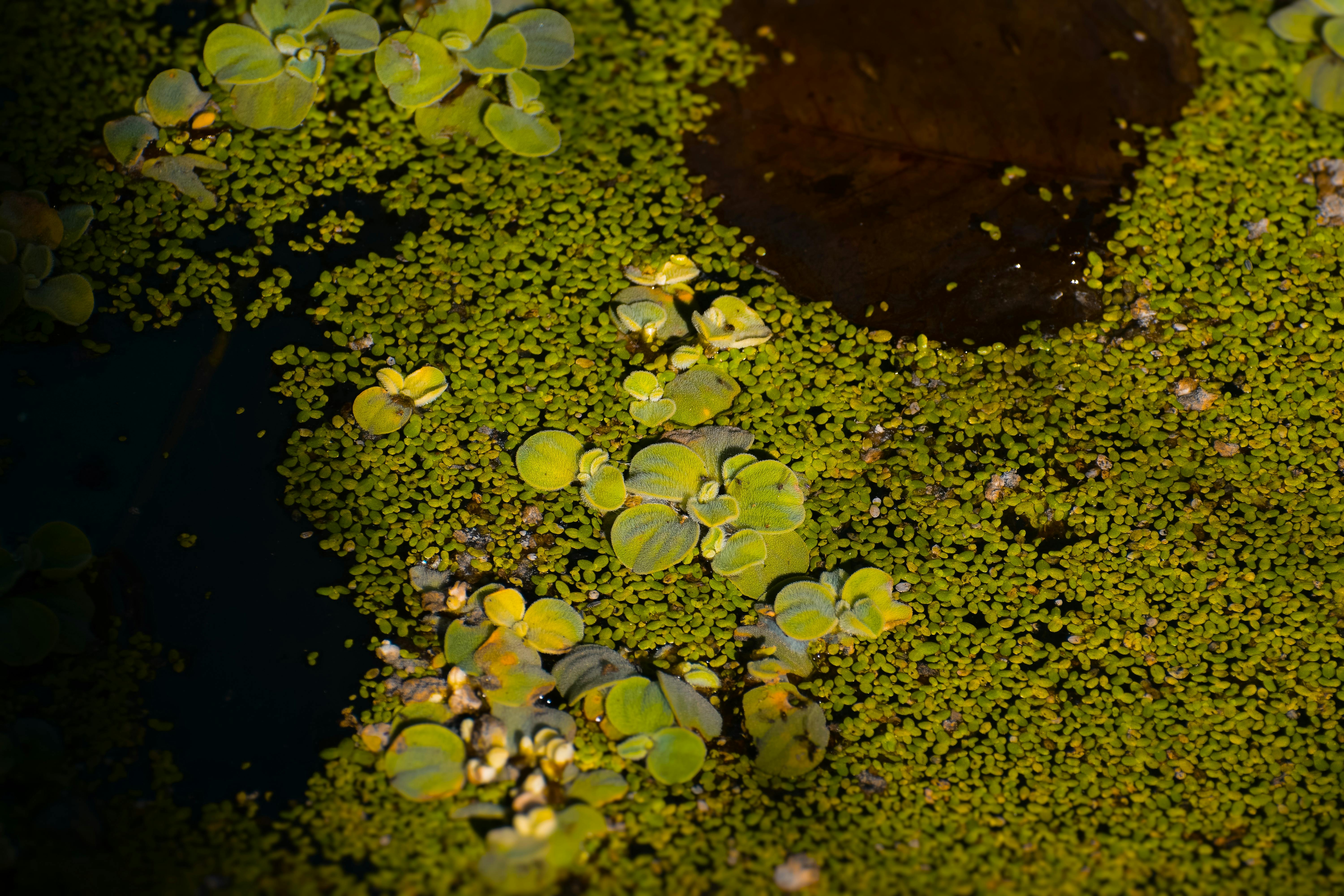 Безкоштовне Крупний план зелених водних рослин на спокійній поверхні ставка, що створює природну, абстрактну текстуру. стокове фото