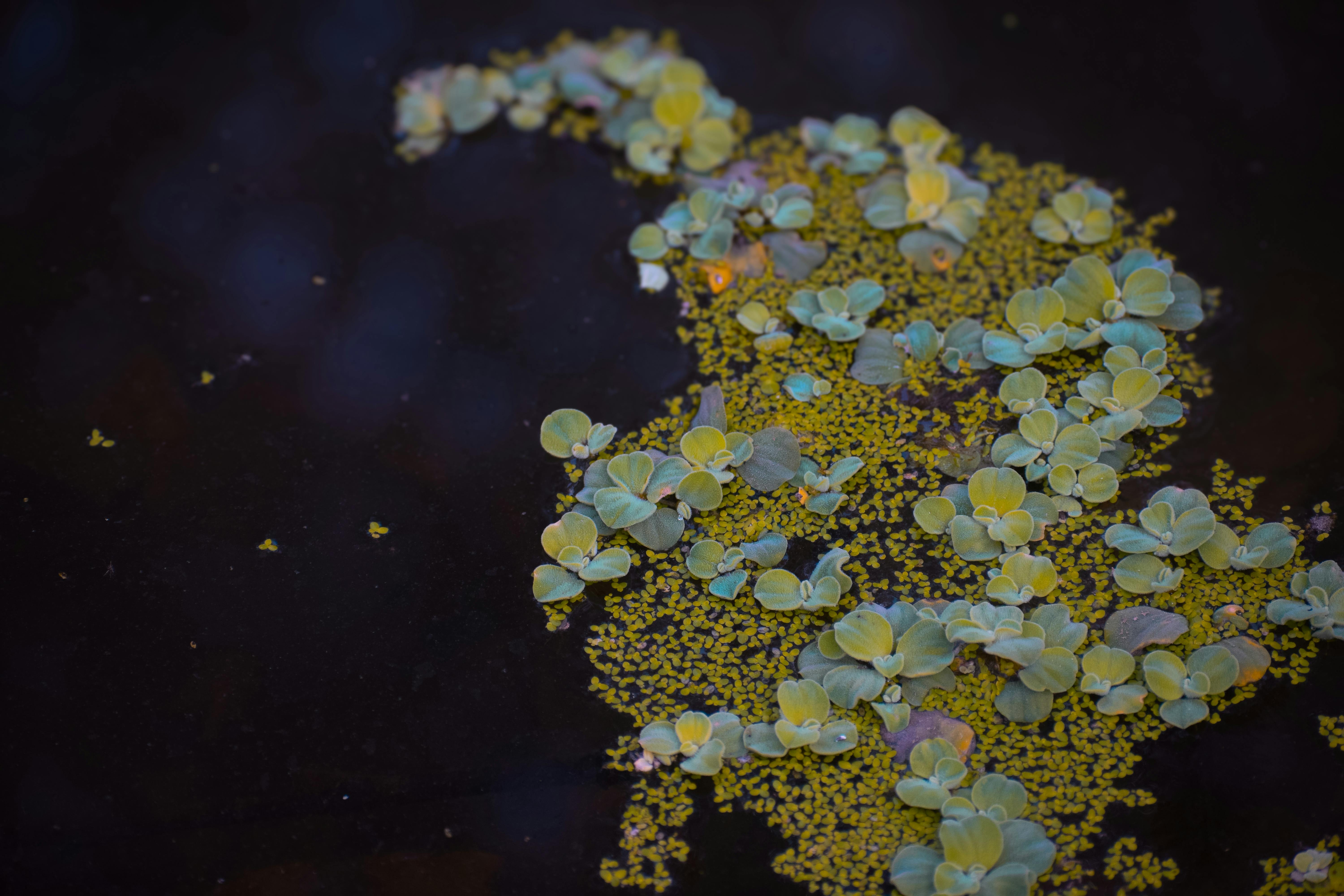 gratis Een rustige vijver met weelderige waterplanten en serene weerspiegelingen, perfect voor natuurliefhebbers. Stockfoto