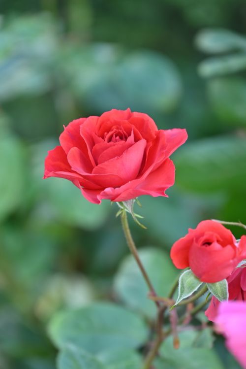 Free A vibrant red rose in full bloom with lush green leaves in the background. Stock Photo