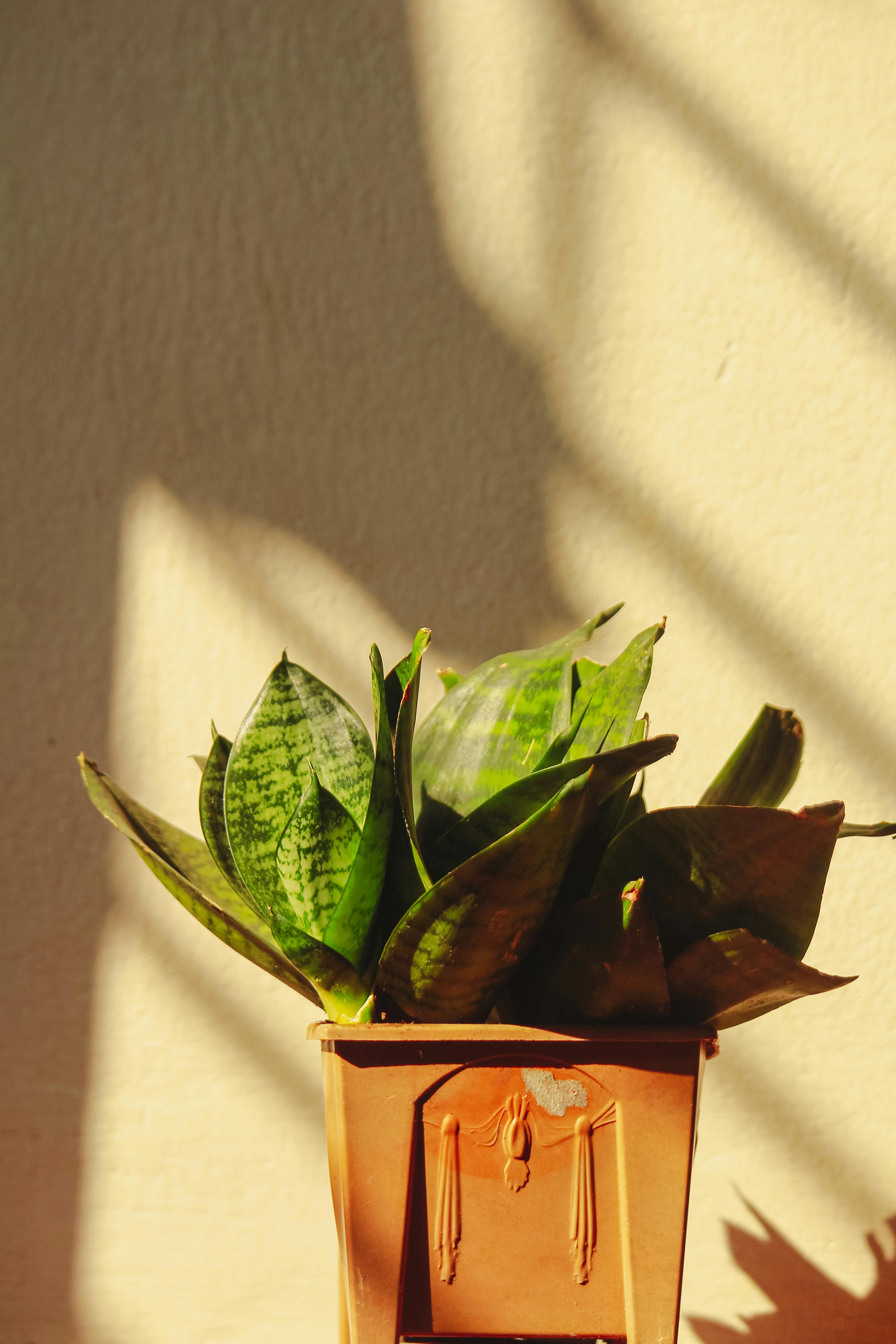 Free A snake plant basks in warm sunlight, casting soft shadows on a beige wall. Stock Photo