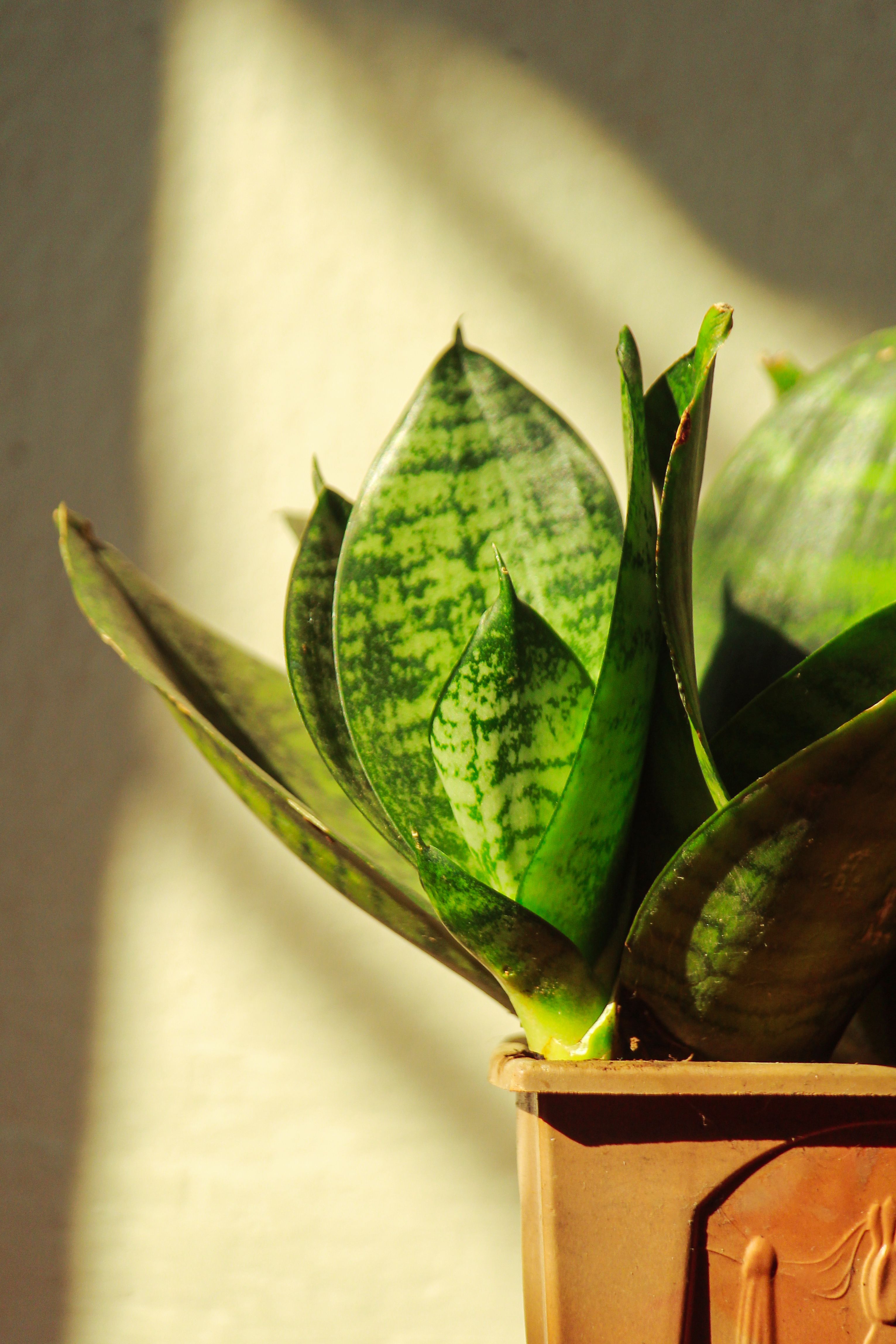 Vibrant Sansevieria Plants in Sunlit Garden  Free Stock Photo