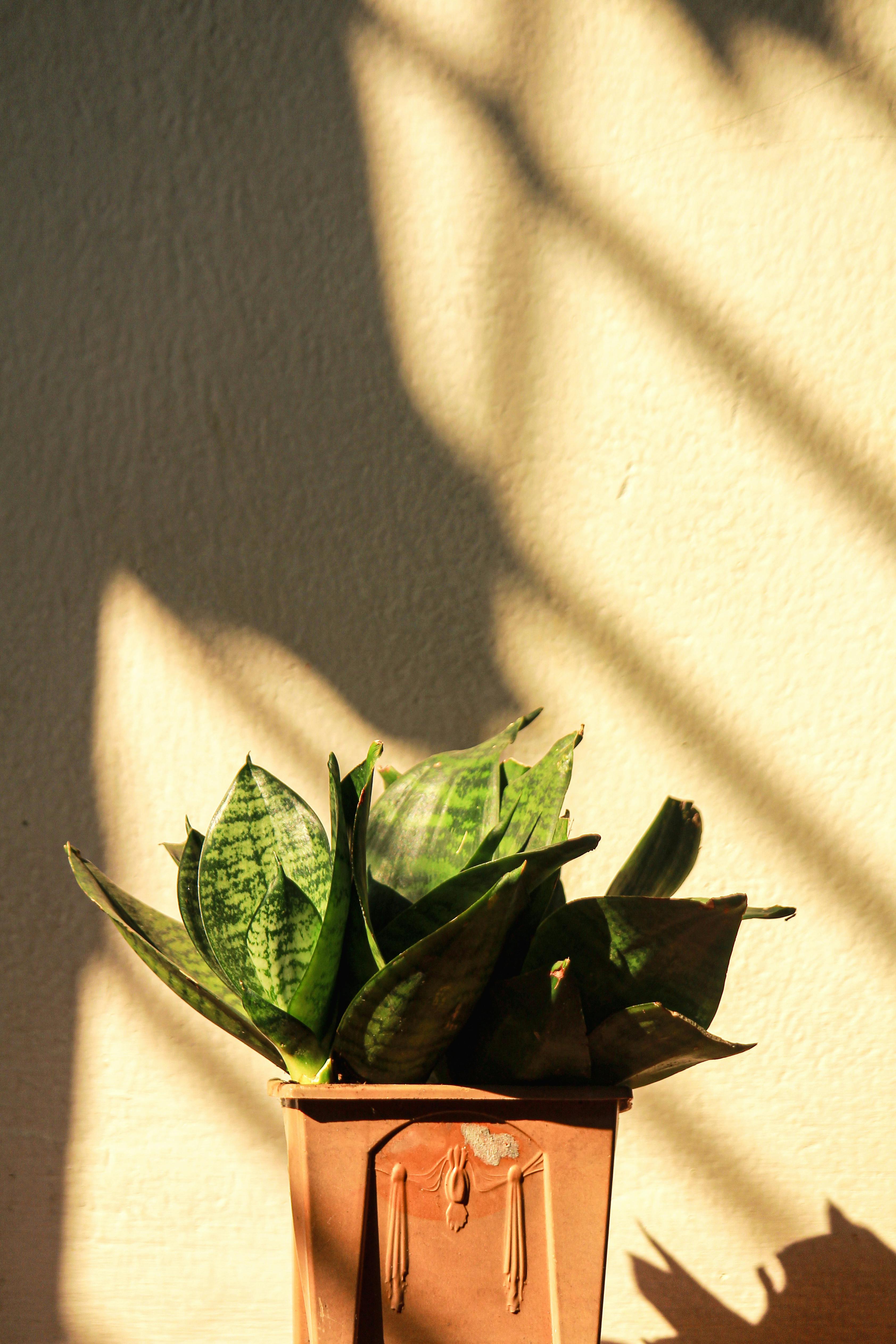 Free A potted snake plant in sunlight casting artistic shadows on a wall. Stock Photo