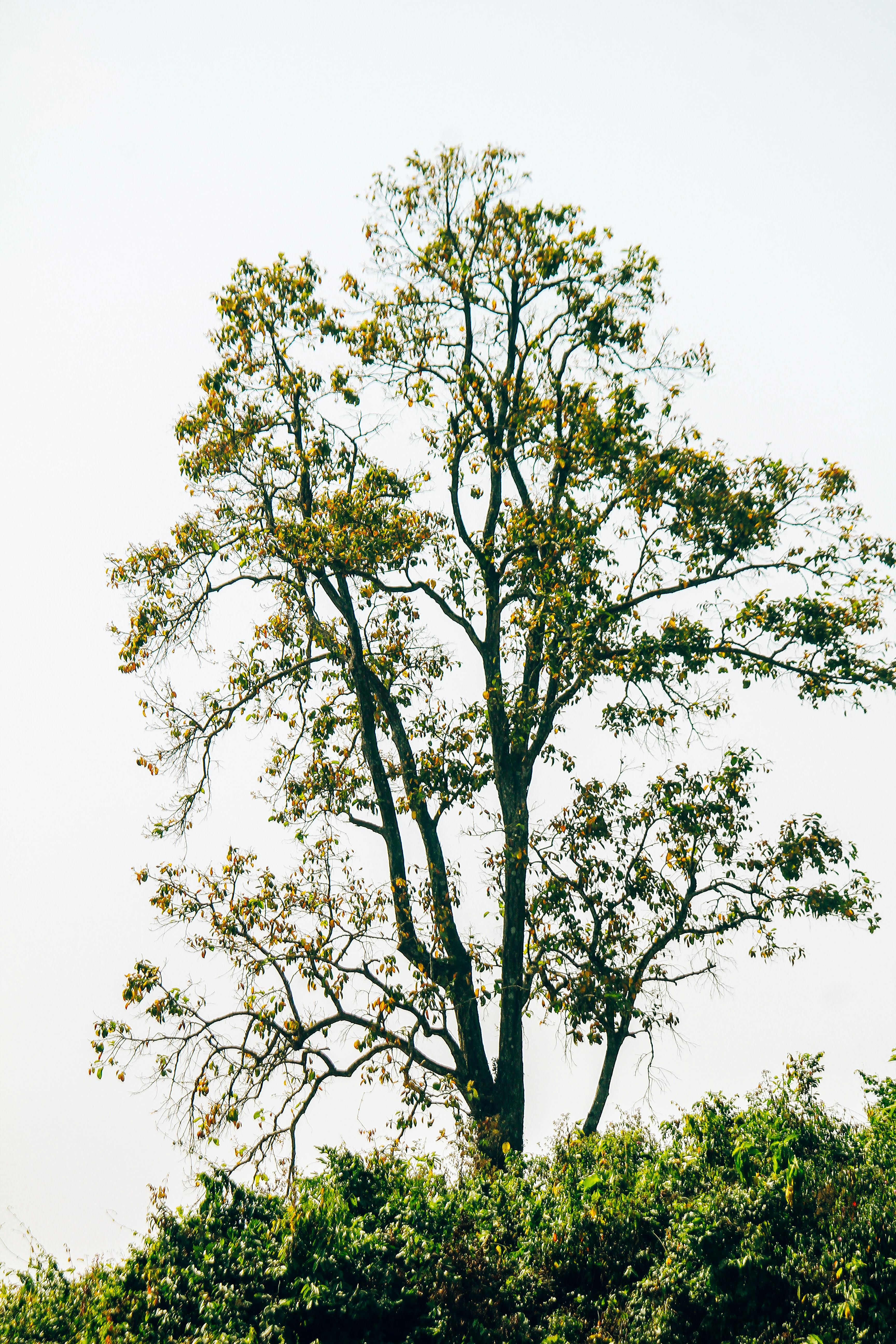 Gratuit Un arbre vert solitaire se dresse fièrement sous un ciel clair, son feuillage éclatant. Photos