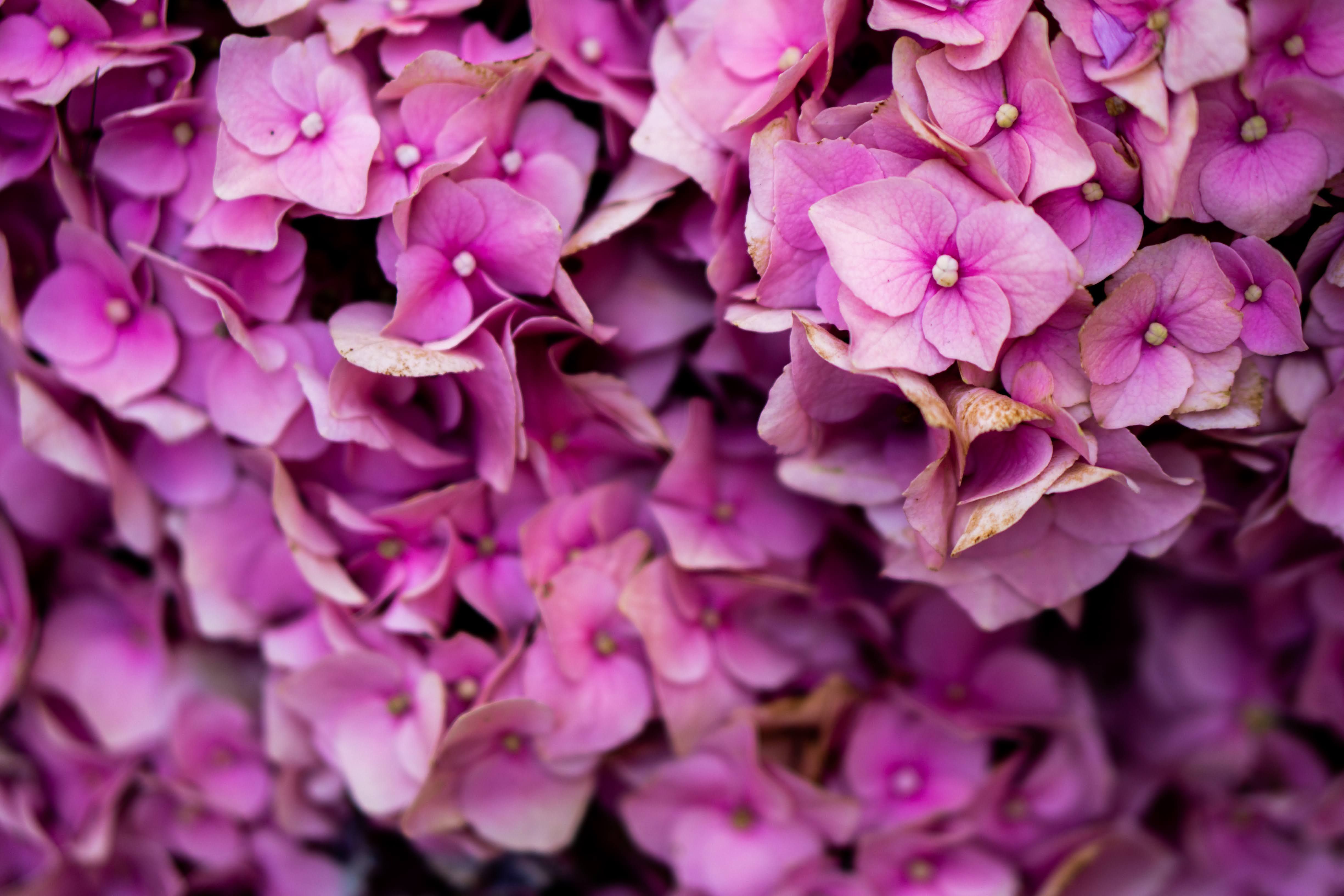 Stunning Pink Hydrangea Flowers in Full Bloom · Free Stock Photo