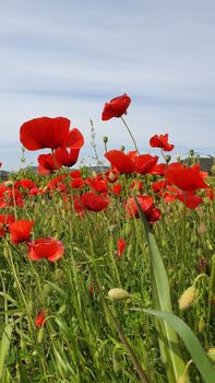 Vibrant red poppies blooming in a lush green field under clear blue skies.