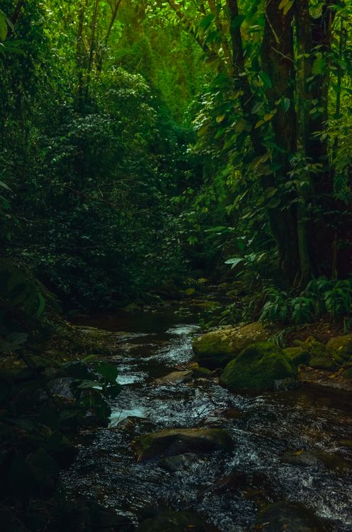 Lush Green Tropical Forest Stream Scenic View · Free Stock Photo