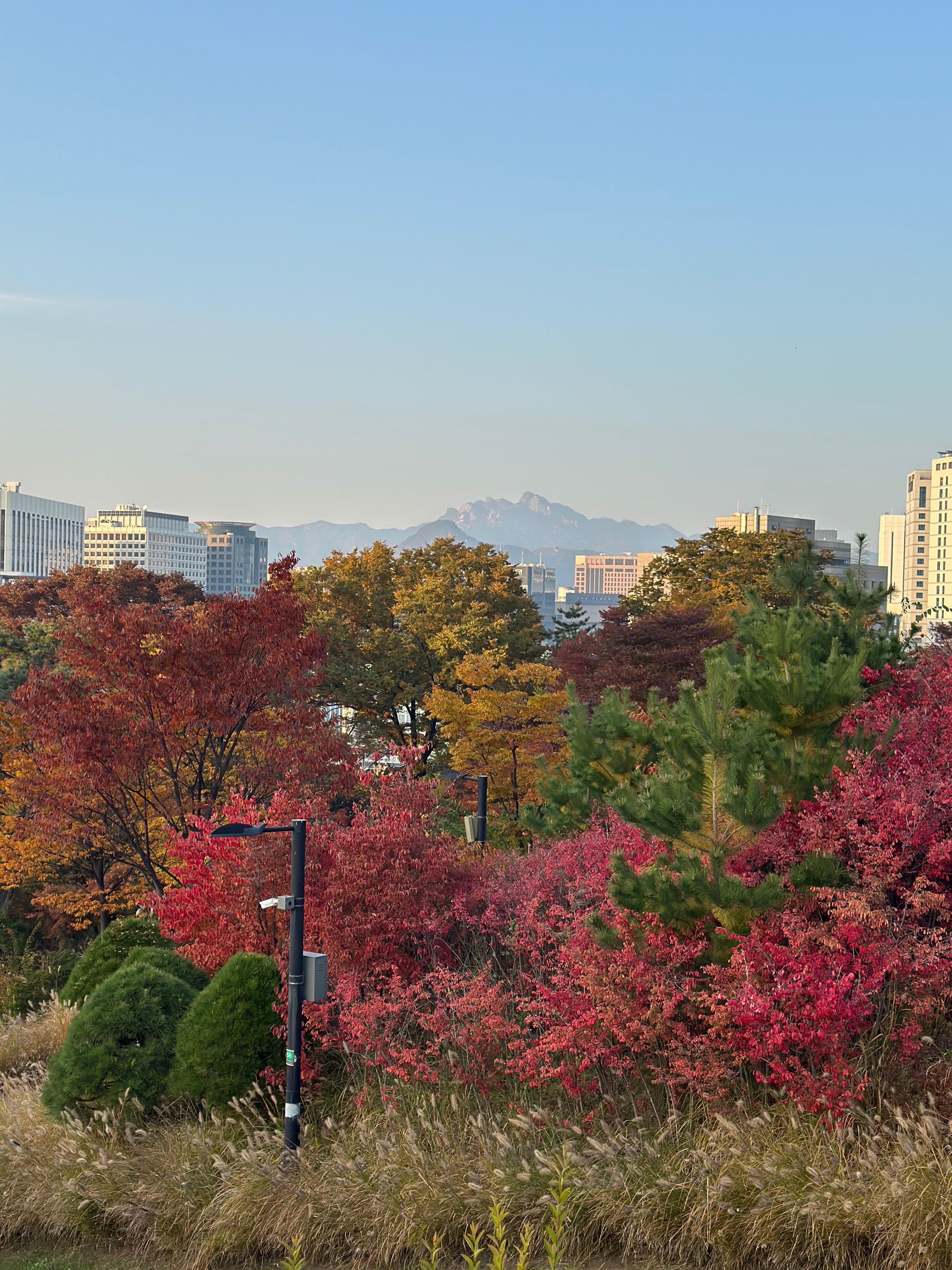 Pemandangan Namsan Seoul saat foliage season Korea Selatan 2026