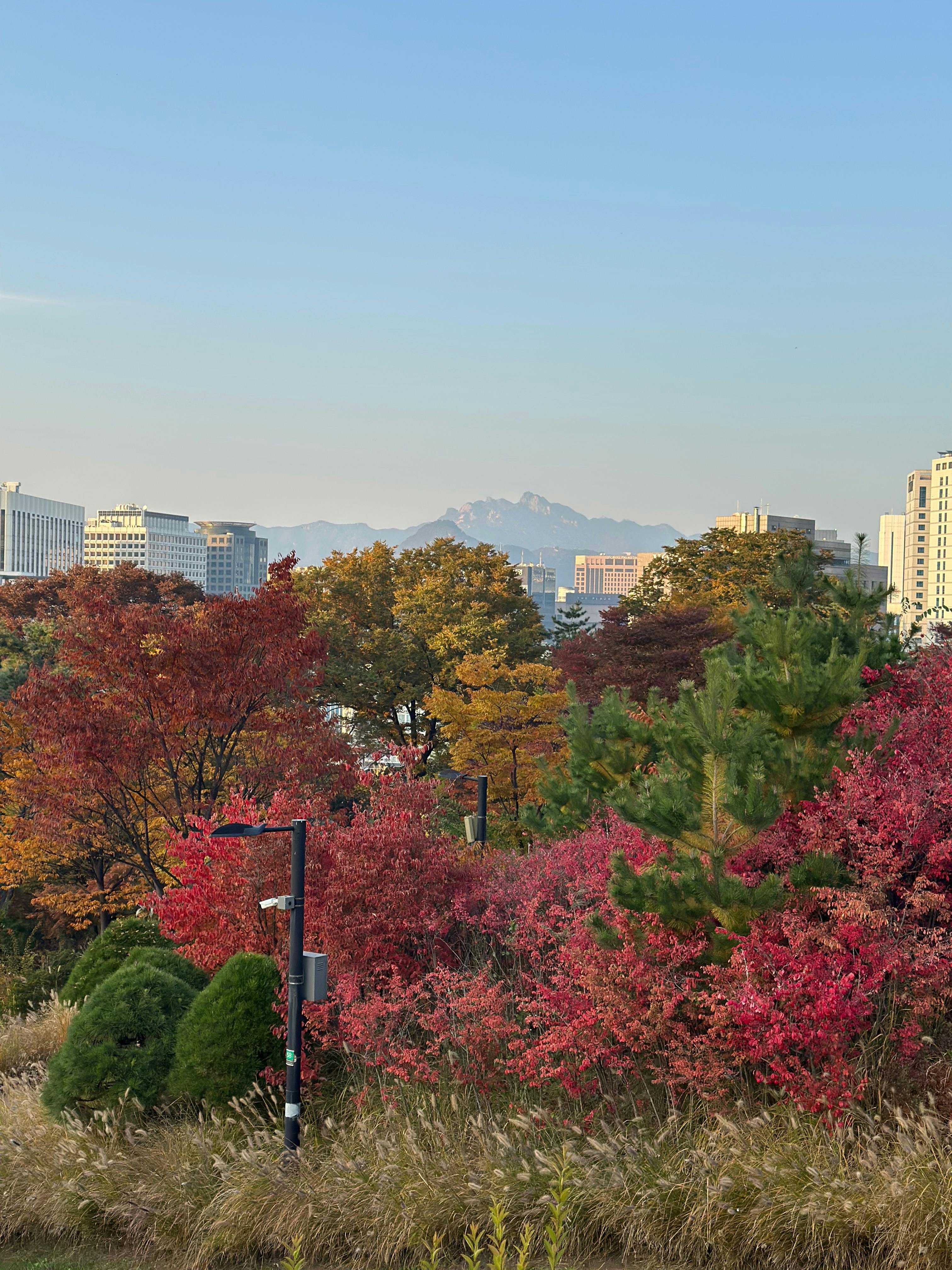 Miễn phí Cảnh sắc mùa thu tuyệt đẹp của núi Namsan ở Seoul với những tán cây rực rỡ sắc màu và những dãy núi xa xa. Ảnh lưu trữ