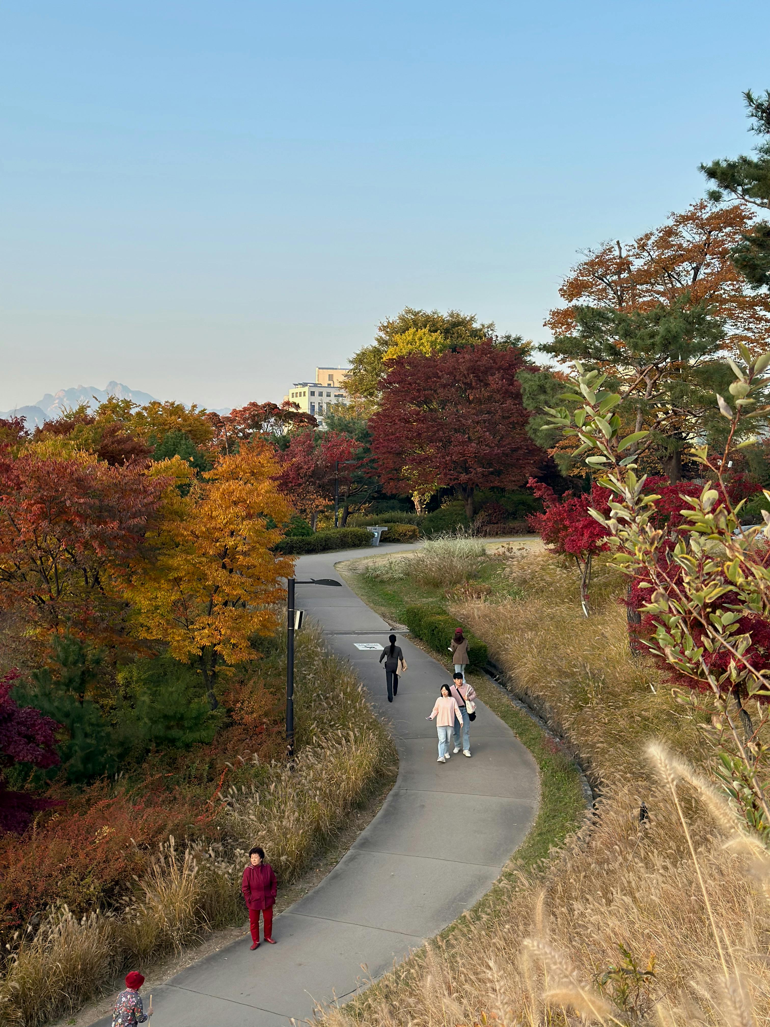 Miễn phí Hãy tận hưởng khung cảnh mùa thu tuyệt đẹp trên con đường đi bộ tại công viên Namsan ở Seoul, nơi bạn có thể chiêm ngưỡng tán lá xanh tươi và những lối đi thanh bình. Ảnh lưu trữ