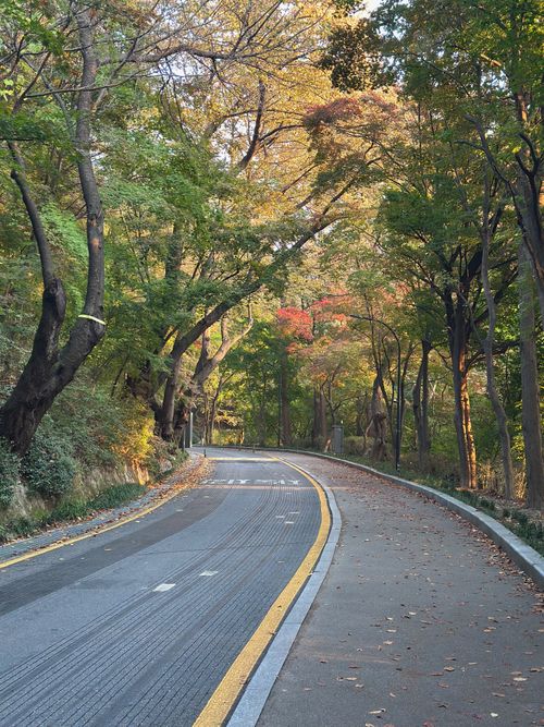 Free Captivating autumn roadway in Seoul, surrounded by vibrant trees. Perfect fall scenery. Stock Photo