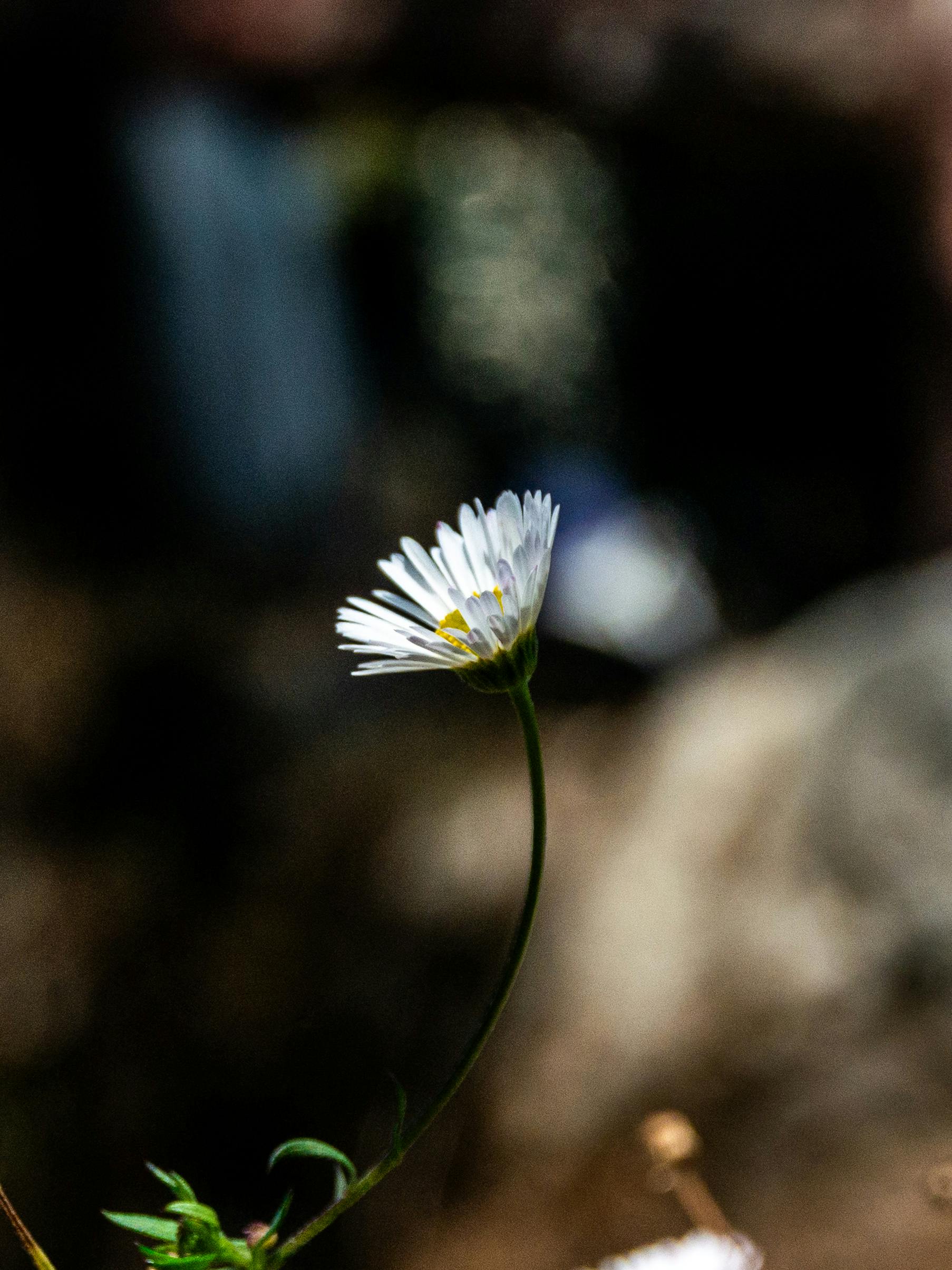 Gratis stockfoto met achtergrondonscherpte, bellis perennis, bloeien Stockfoto