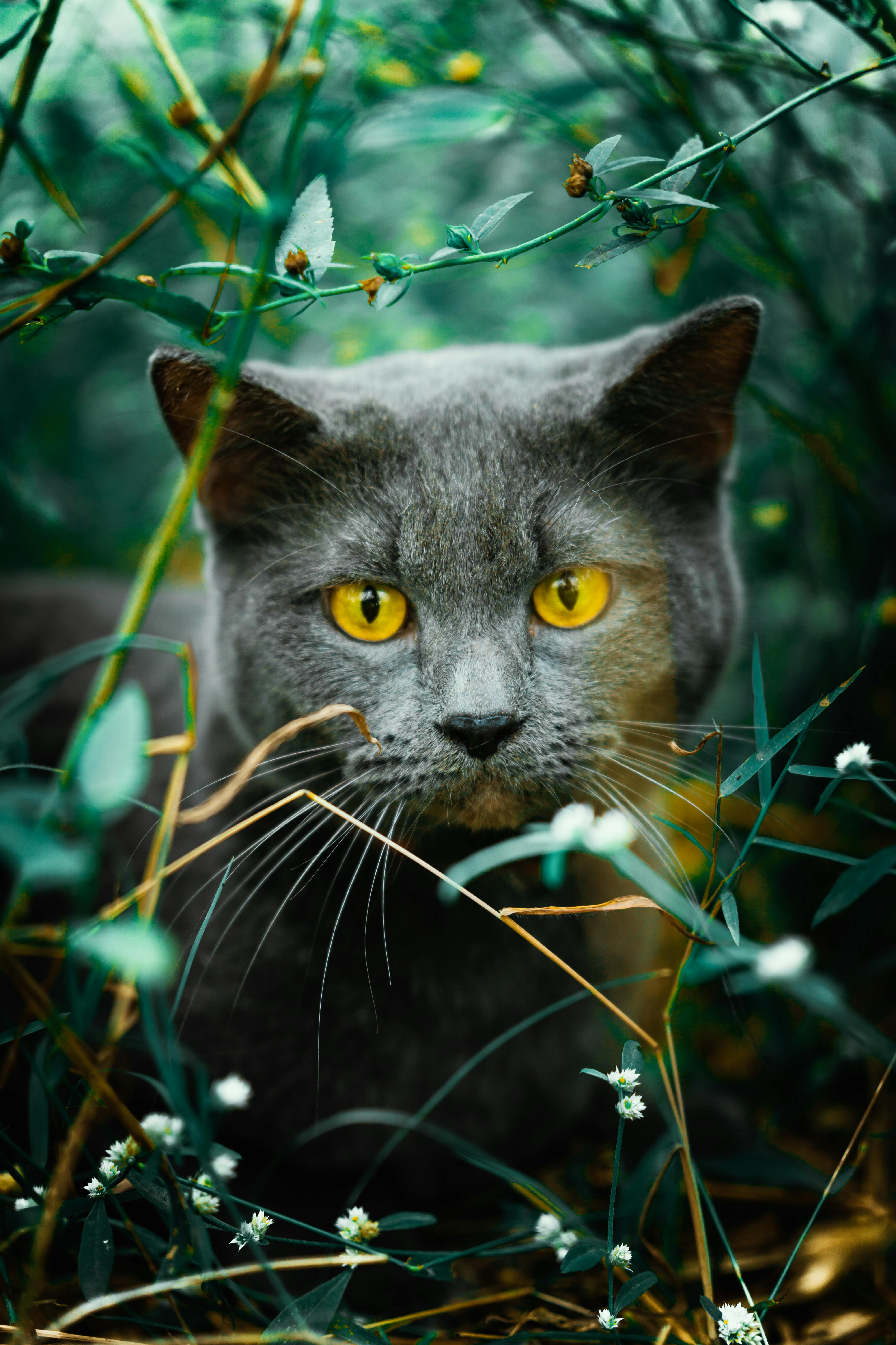 ingyenes Közeli kép egy szürke macskáról, feltűnő sárga szemekkel, amint a buja zöld lombozaton keresztül kukucskál egy titokzatos kerti környezetben. Stockfotó