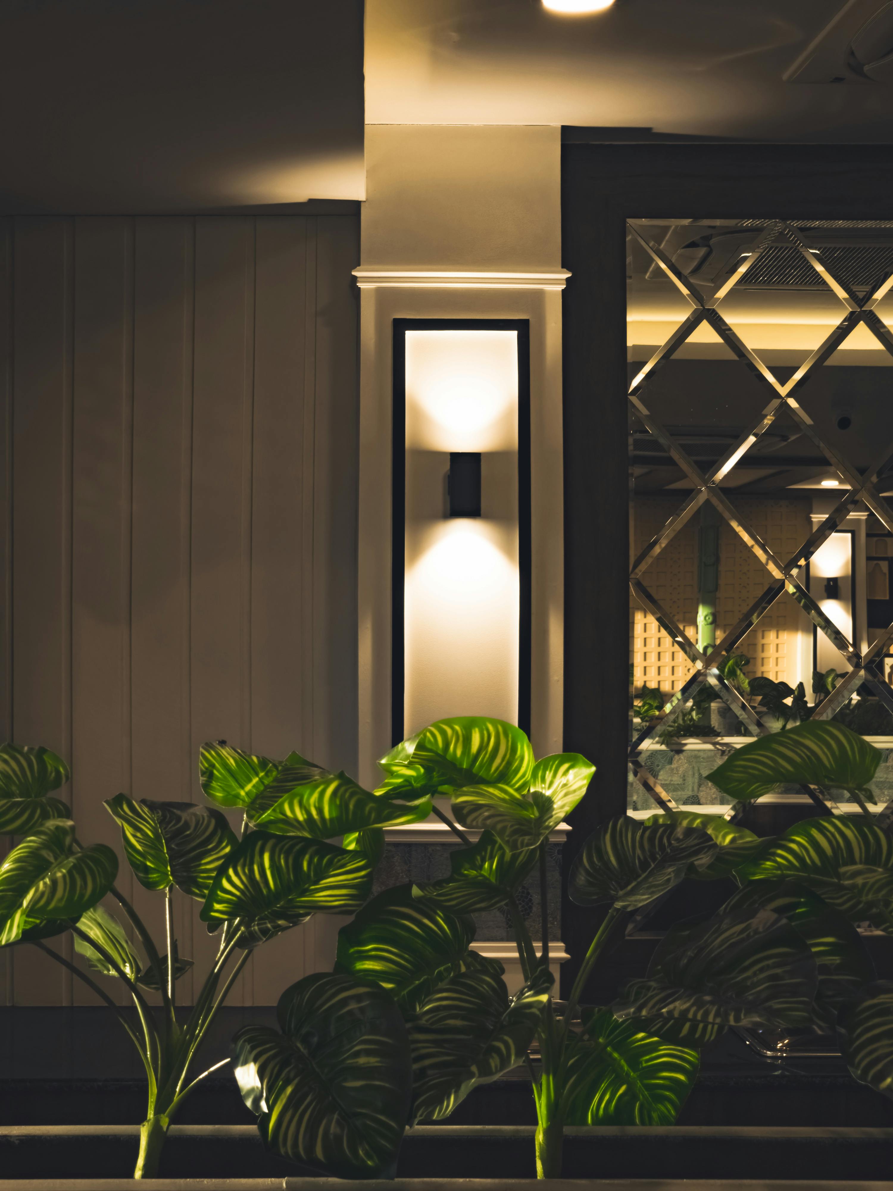 Ilmainen Sisätiloihin sijoitettu ympäristö, jossa on reheviä vihreitä kasveja ja geometrinen peili, huokuu modernia estetiikkaa. Kuvapankkikuva