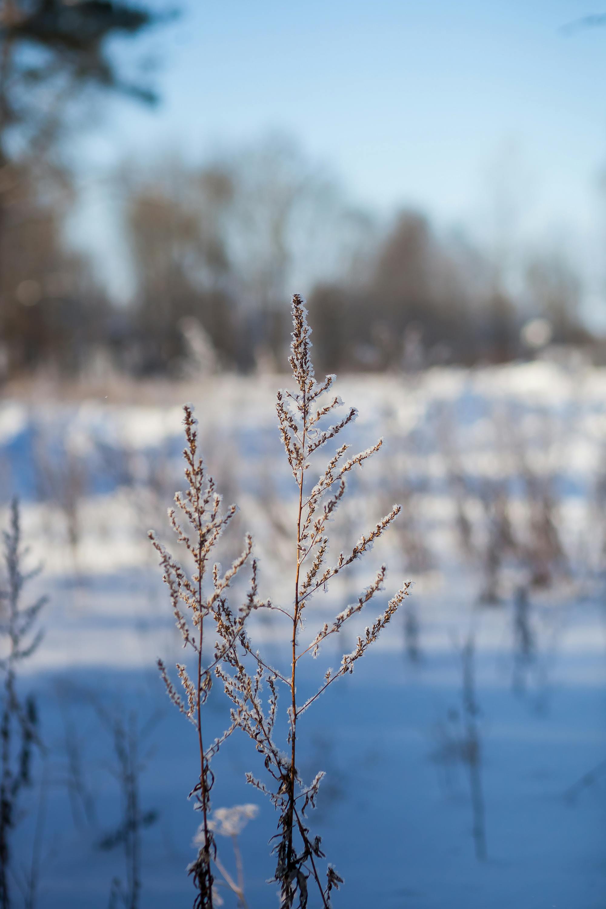 Δωρεάν Χειμερινό σκηνικό με φυτά καλυμμένα με πάγο σε χιονισμένο και παγωμένο φόντο. Φωτογραφία από στοκ φωτογραφιών