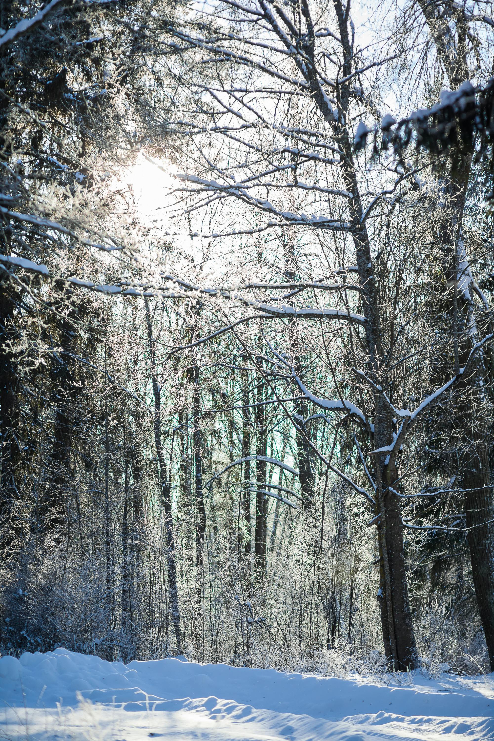 Δωρεάν Ηλιακό φως που φιλτράρεται μέσα από παγωμένα δέντρα σε ένα γαλήνιο χειμερινό δασικό τοπίο. Φωτογραφία από στοκ φωτογραφιών
