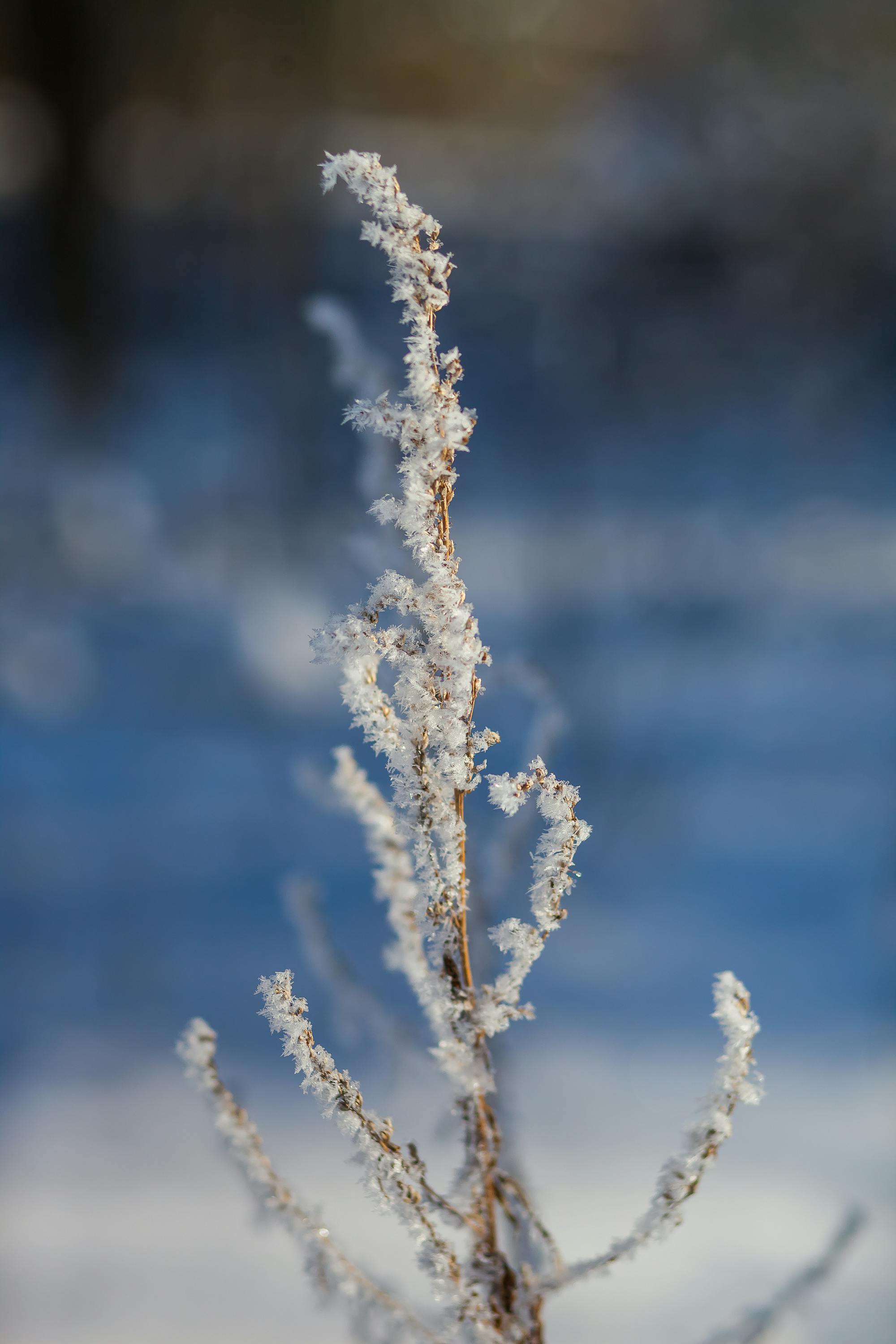 Δωρεάν Κοντινό πλάνο ενός παγωμένου κλαδιού φυτού με θολό χιονισμένο φόντο. Φωτογραφία από στοκ φωτογραφιών