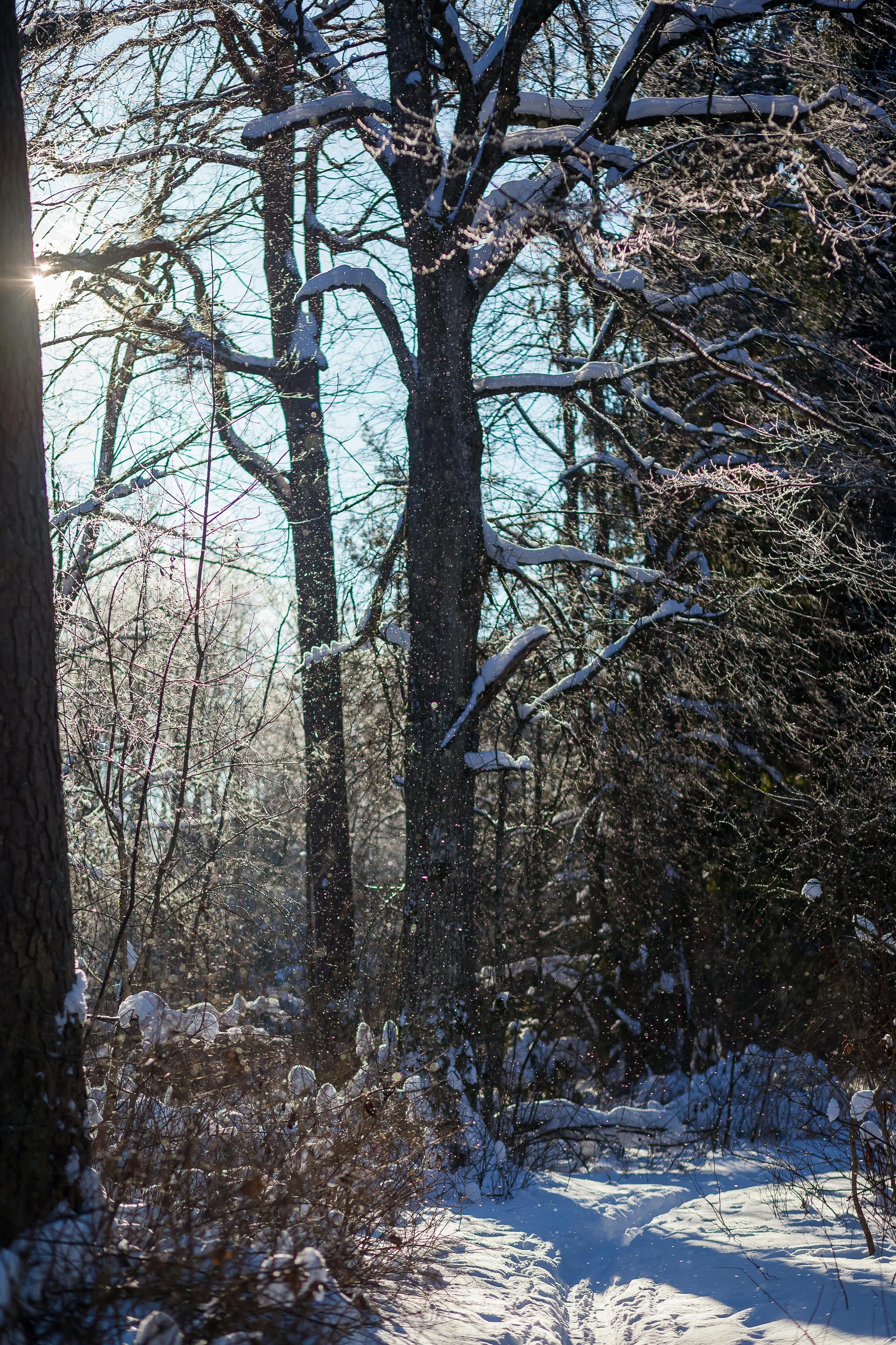 Δωρεάν Το φως του ήλιου διαπερνά ένα χιονισμένο δάσος, φωτίζοντας ένα γαλήνιο χειμωνιάτικο τοπίο. Φωτογραφία από στοκ φωτογραφιών