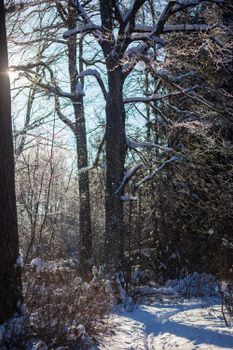 Sunlight streams through a snow-covered forest, illuminating a serene winter landscape.