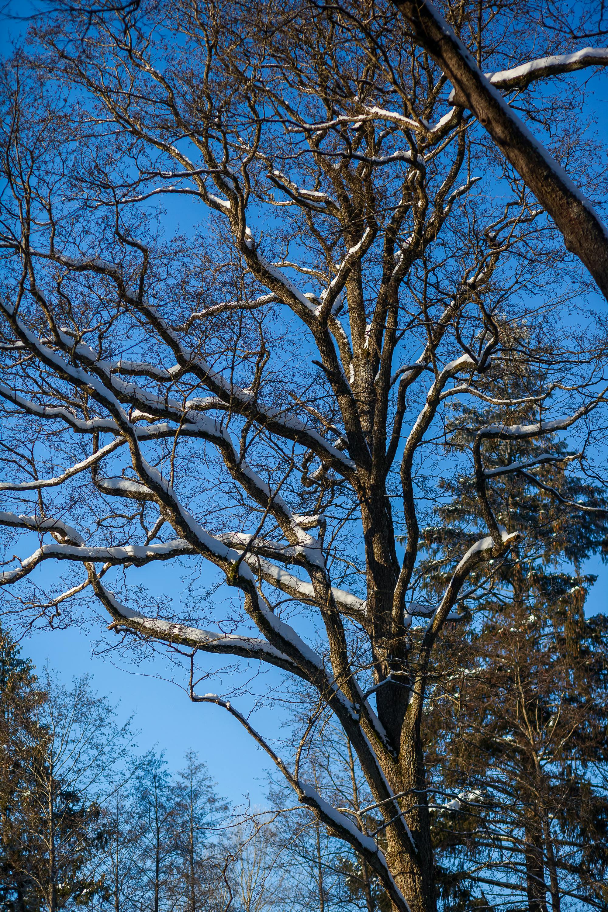 Gratis Albero alto con rami innevati in una foresta invernale contro un cielo azzurro e terso. Foto a disposizione