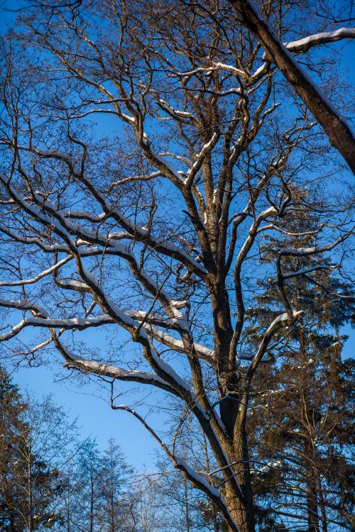 Free Tall tree with snow-covered branches in a winter forest against a clear blue sky. Stock Photo