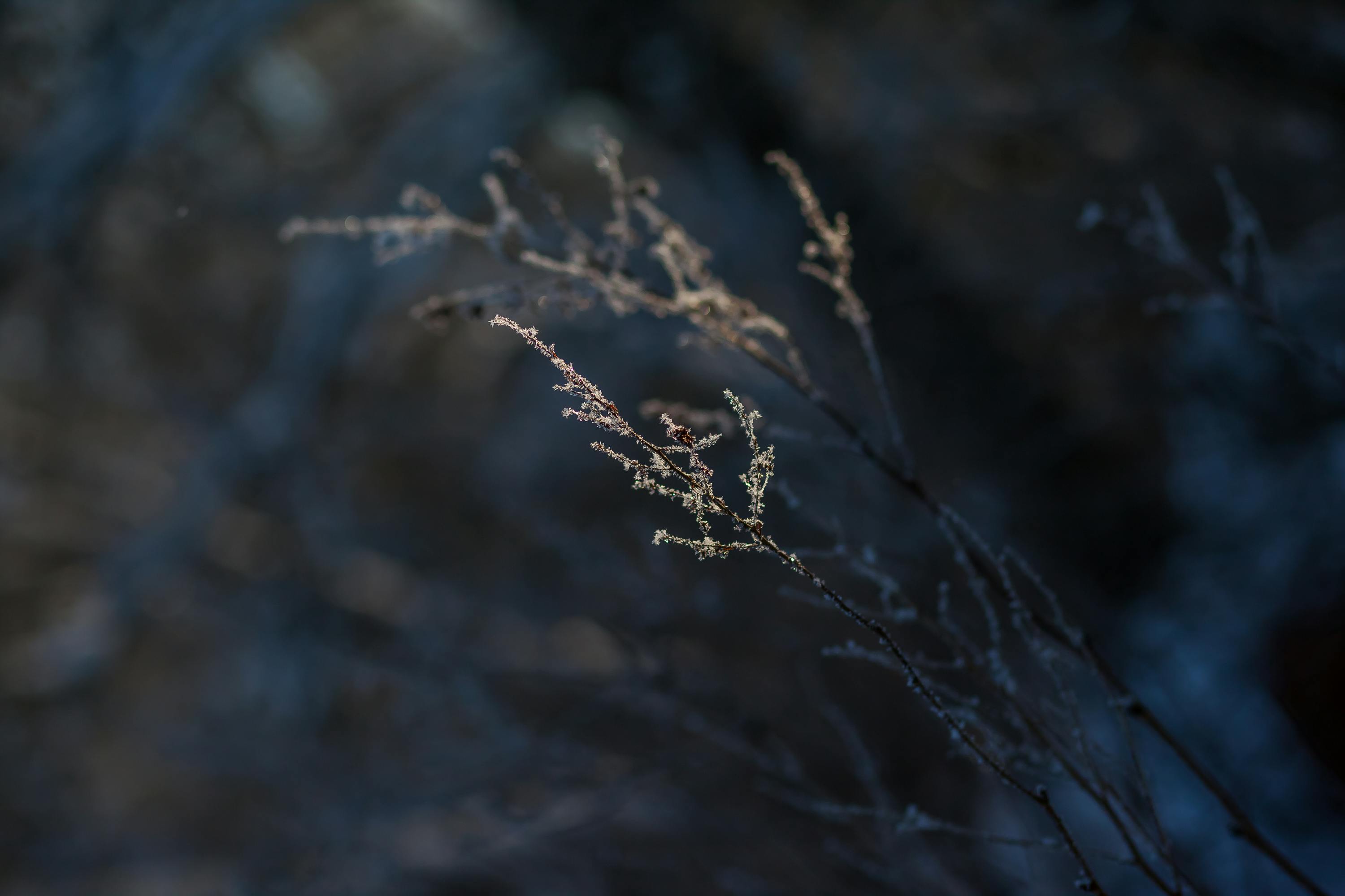 Gratis stockfoto met @buitenshuis, bevroren, biologisch Stockfoto