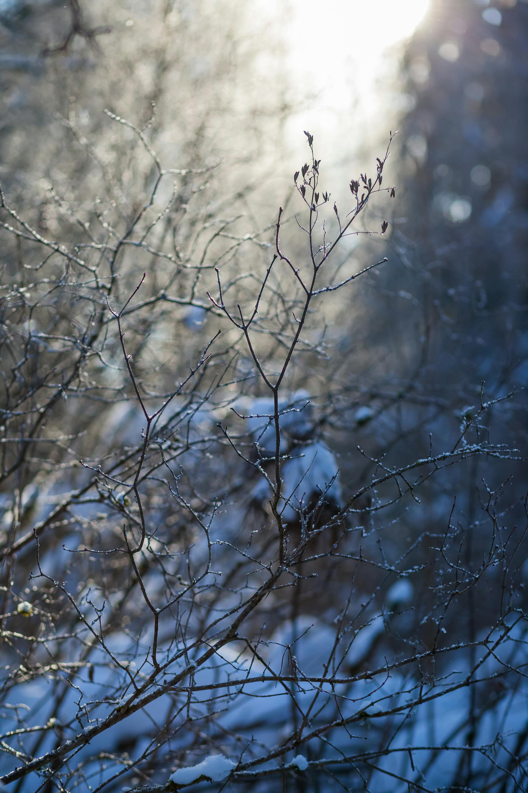 Δωρεάν Το φως του ήλιου διαπερνά ένα παγωμένο χειμωνιάτικο δασικό τοπίο, φωτίζοντας παγωμένα κλαδιά. Φωτογραφία από στοκ φωτογραφιών