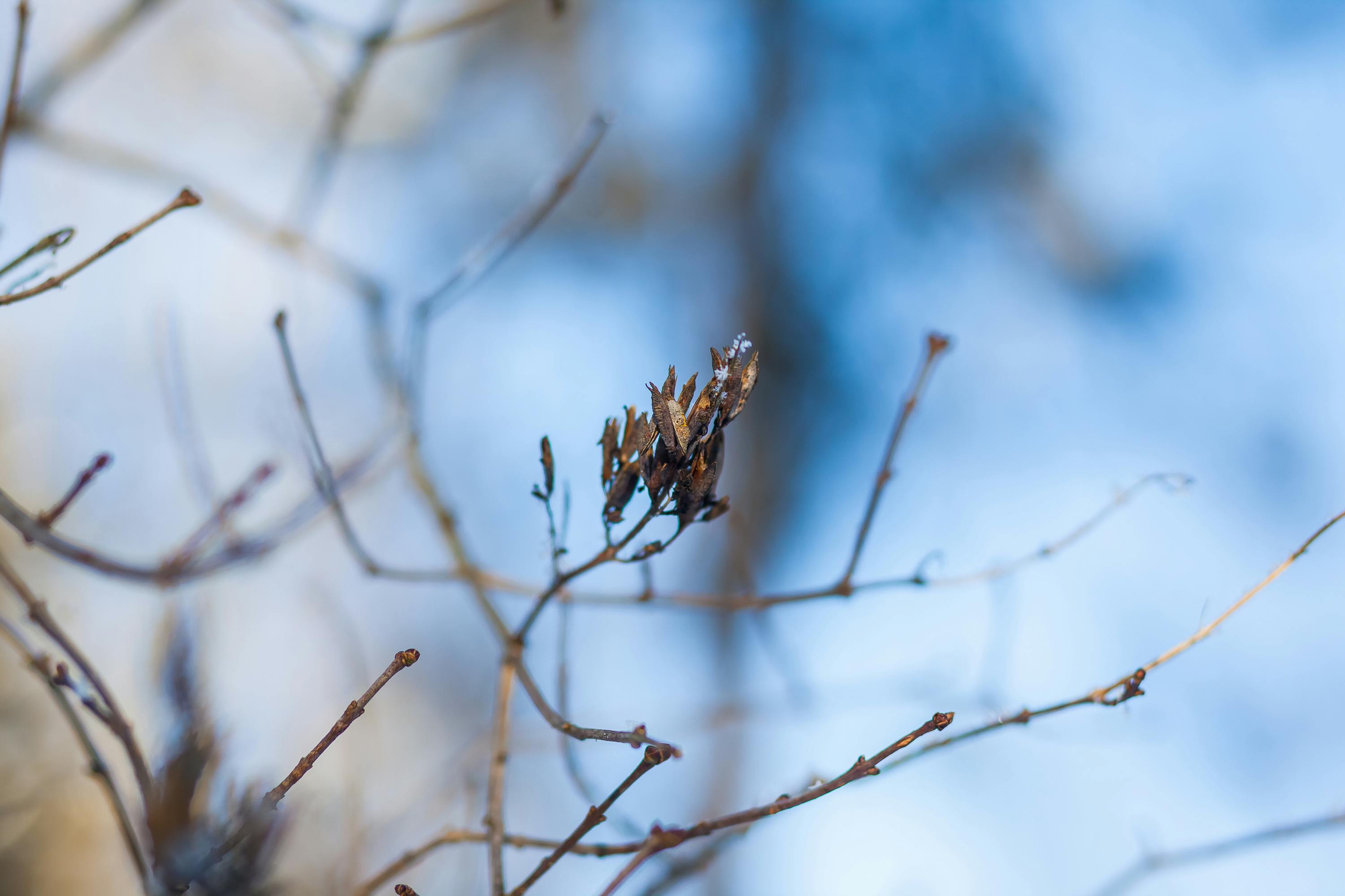 Kostnadsfria Närbild av en frostig gren mot en suddig vinterbakgrund, fångad i detalj. Stock foto