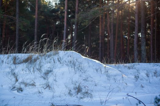Serene view of a snow-covered forest with winter sunlight filtering through trees.