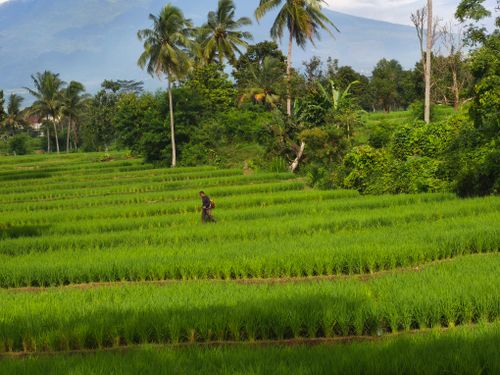 Free A scenic landscape featuring rice paddies, palm trees, and a distant mountain under a bright sky. Stock Photo