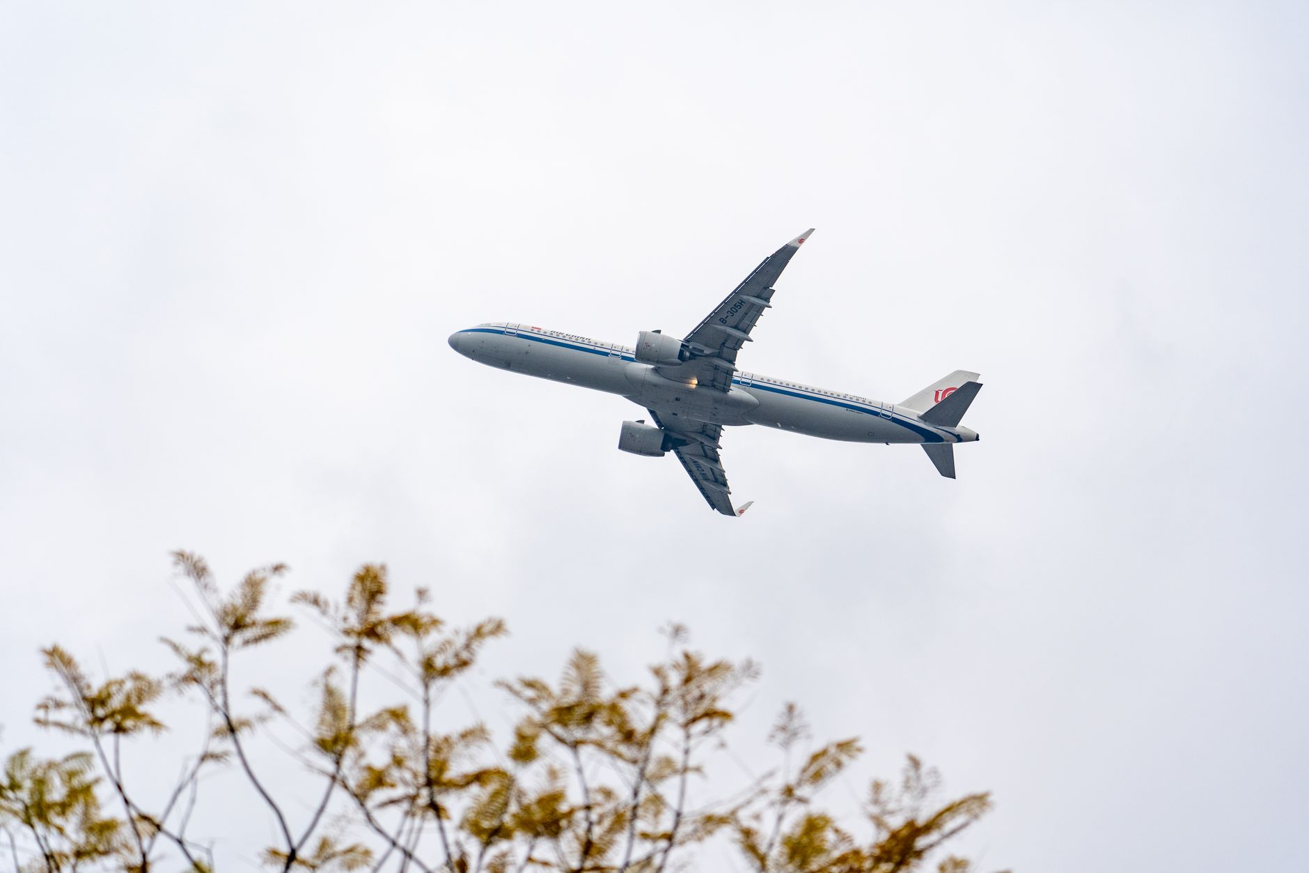 A low-angle view of a commercial airplane flying over tree branches on a cloudy day.