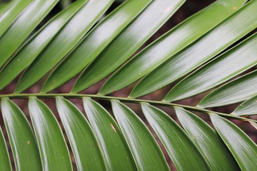 Free Detailed macro photograph of a vibrant green palm leaf with natural patterns. Stock Photo