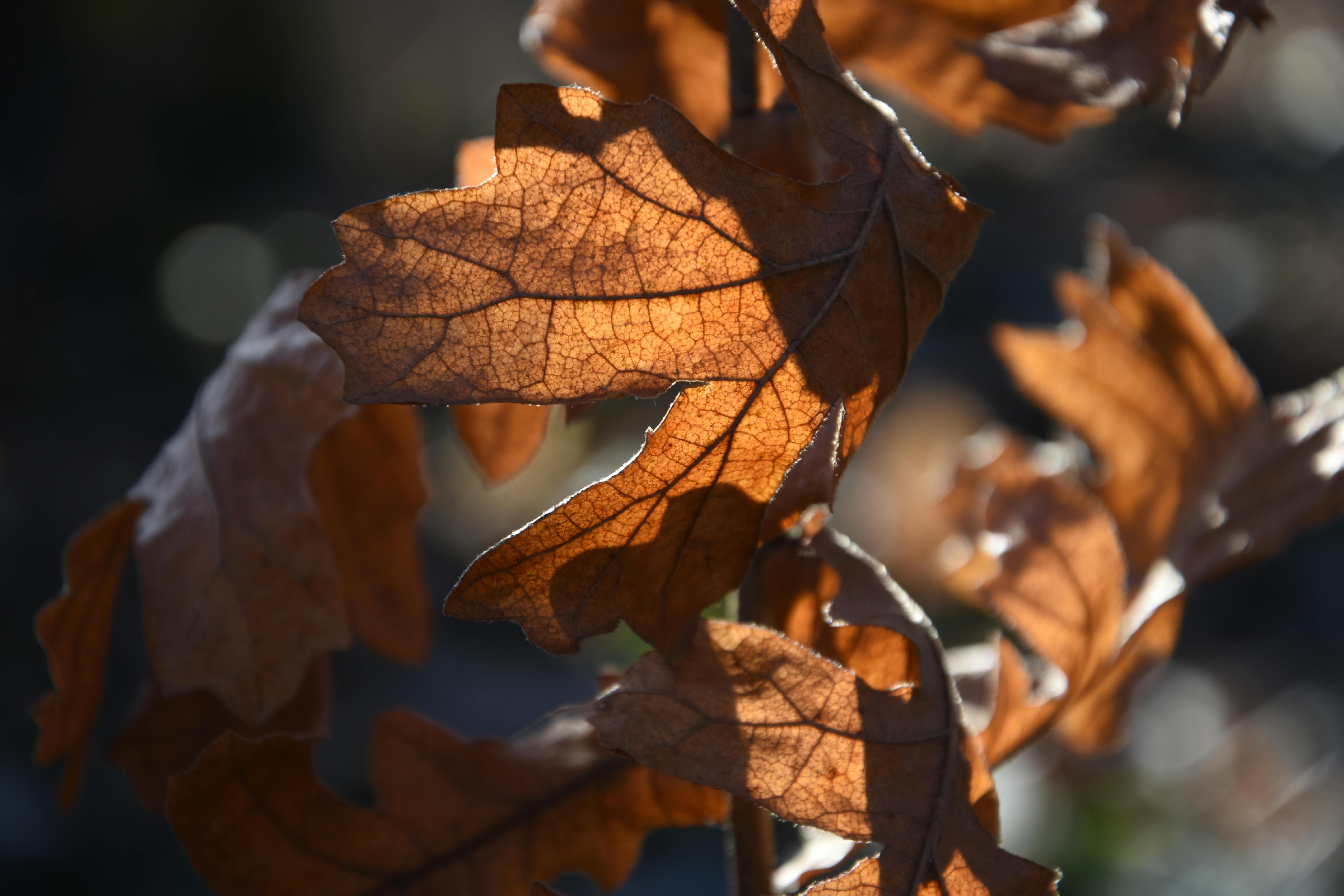 Kostenlos Detailaufnahme eines braunen Blattes im Gegenlicht der Sonne, wodurch seine Textur und Blattadern hervorgehoben werden. Stock-Foto