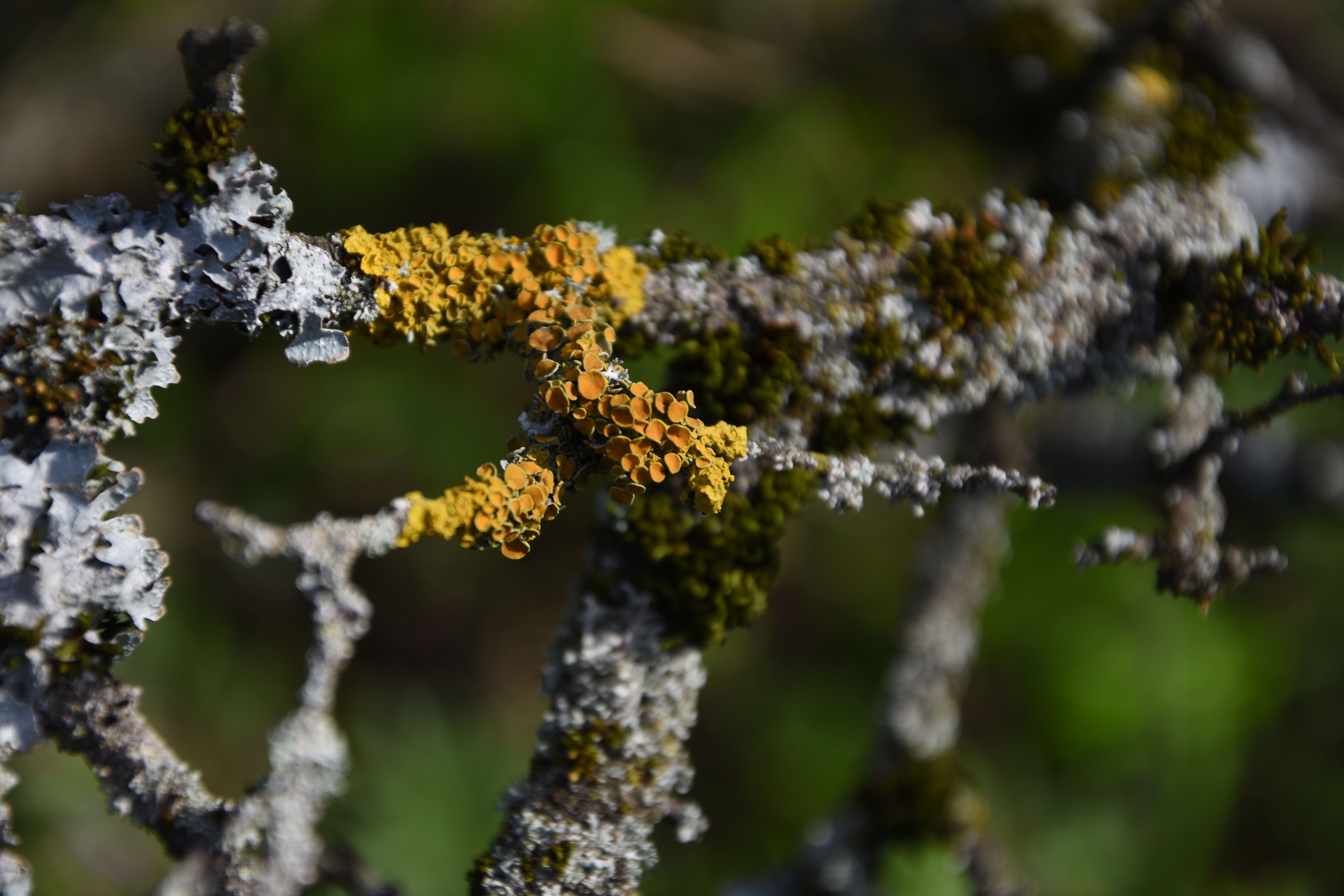 Lichen-like life 600 million years ago may push back origins of fungal-algal partnerships