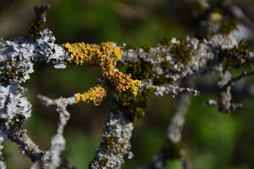 Free Detailed view of yellow-orange lichen growing on a forest tree branch, showcasing natural textures. Stock Photo