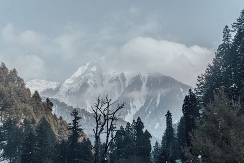 Free Misty mountain view in Verinag showing snow-covered peaks and lush evergreen forests. Stock Photo