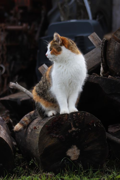 Free A calico cat perched on a log surrounded by wood, gazing into the distance in a rustic setting. Stock Photo