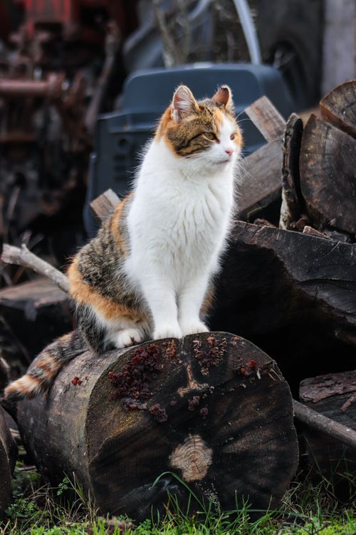 Free A domestic tabby cat peacefully sits on a pile of rustic logs outdoors. Stock Photo