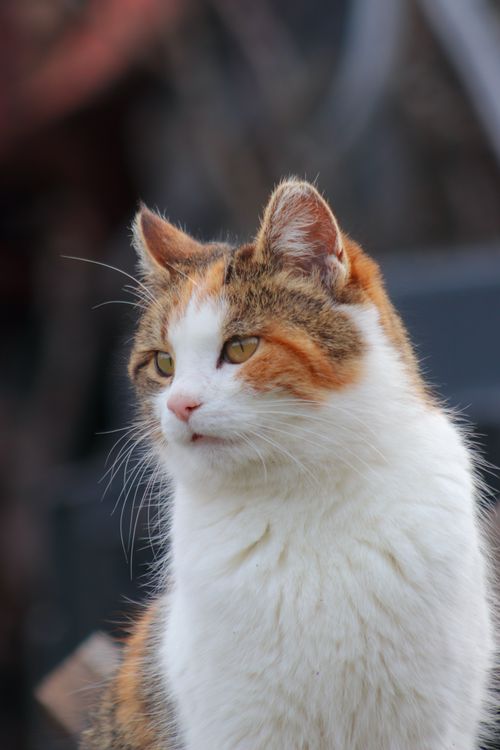 Free A calico cat with white, orange, and black fur gazing off-camera, showcasing natural grace. Stock Photo