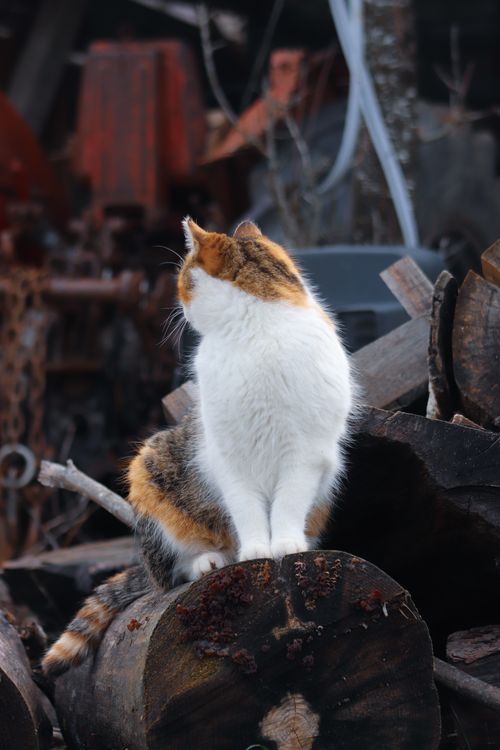 Free A calico cat sitting on logs in an outdoor rustic setting, surrounded by wood and machinery parts. Stock Photo