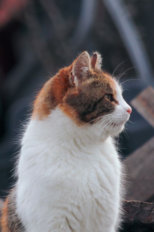 Free Close-up side profile of a calico cat outdoors, showcasing its multicolored fur in soft focus. Stock Photo