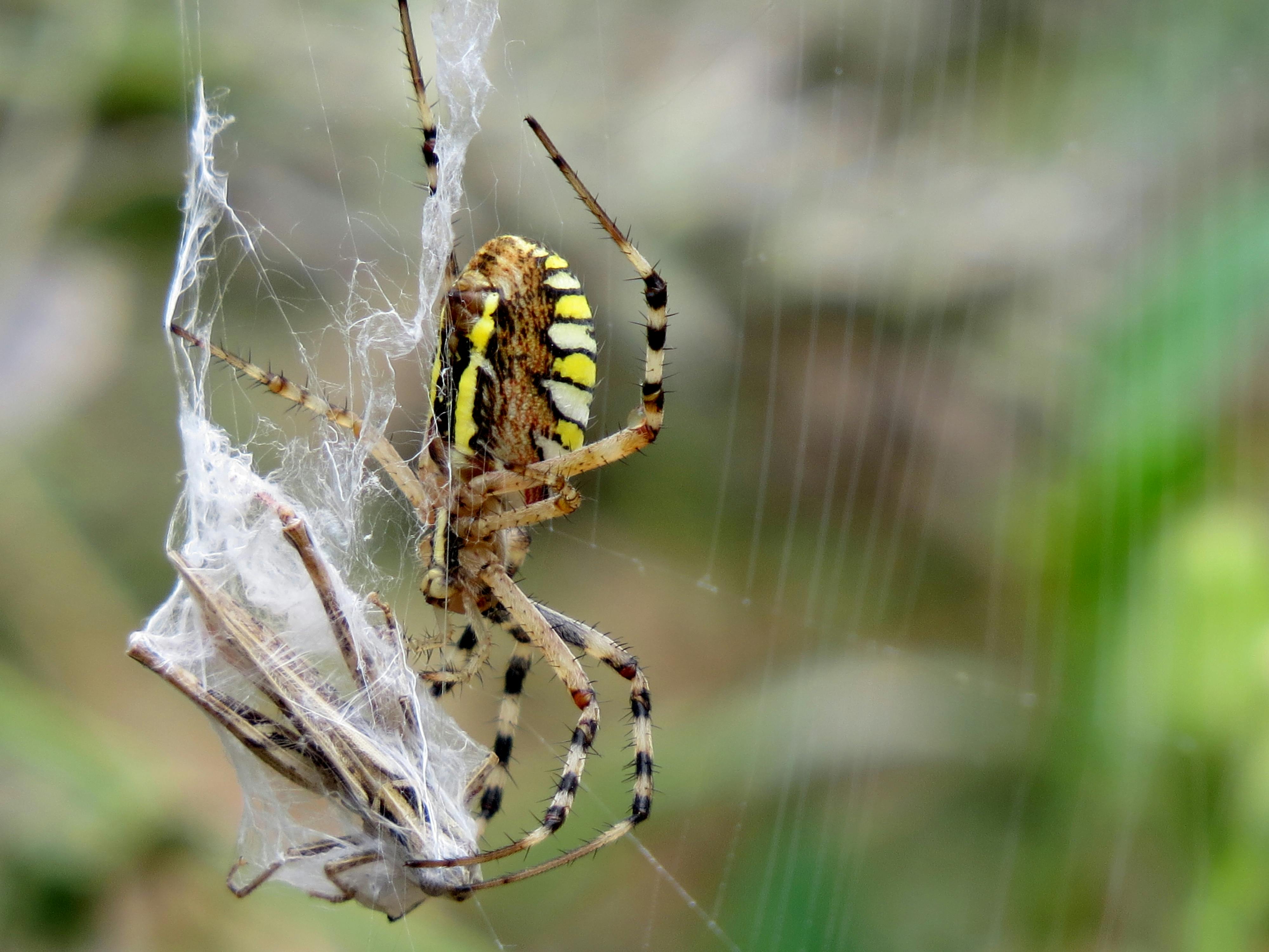 Δωρεάν στοκ φωτογραφιών με @εξωτερικου χωρου, argiope bruennichi, background Φωτογραφία από στοκ φωτογραφιών