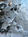 Intricate Natural Frost Patterns on Glass