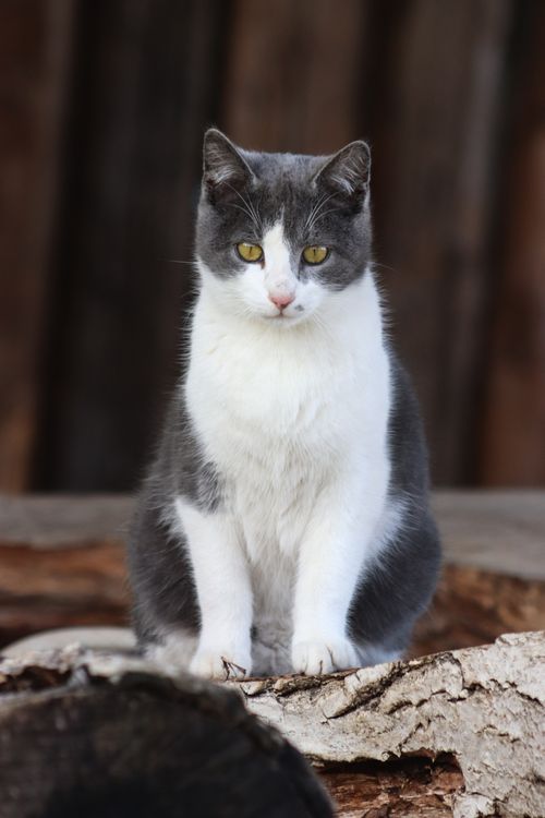 Free Charming gray and white cat sits calmly amidst natural setting, perfect for pet lovers. Stock Photo